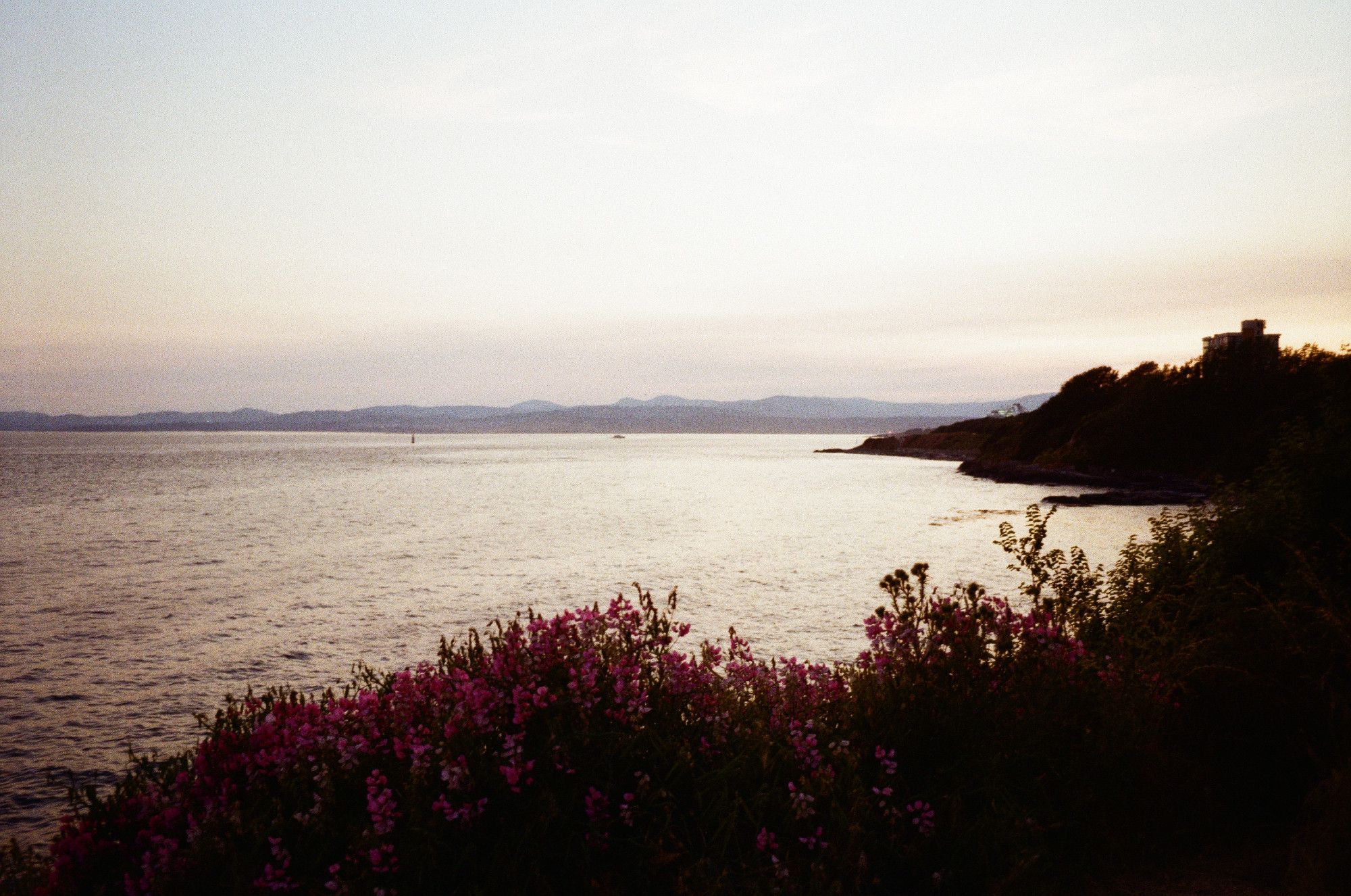 A film photograph of a bay at dusk with purple flowers in the foreground