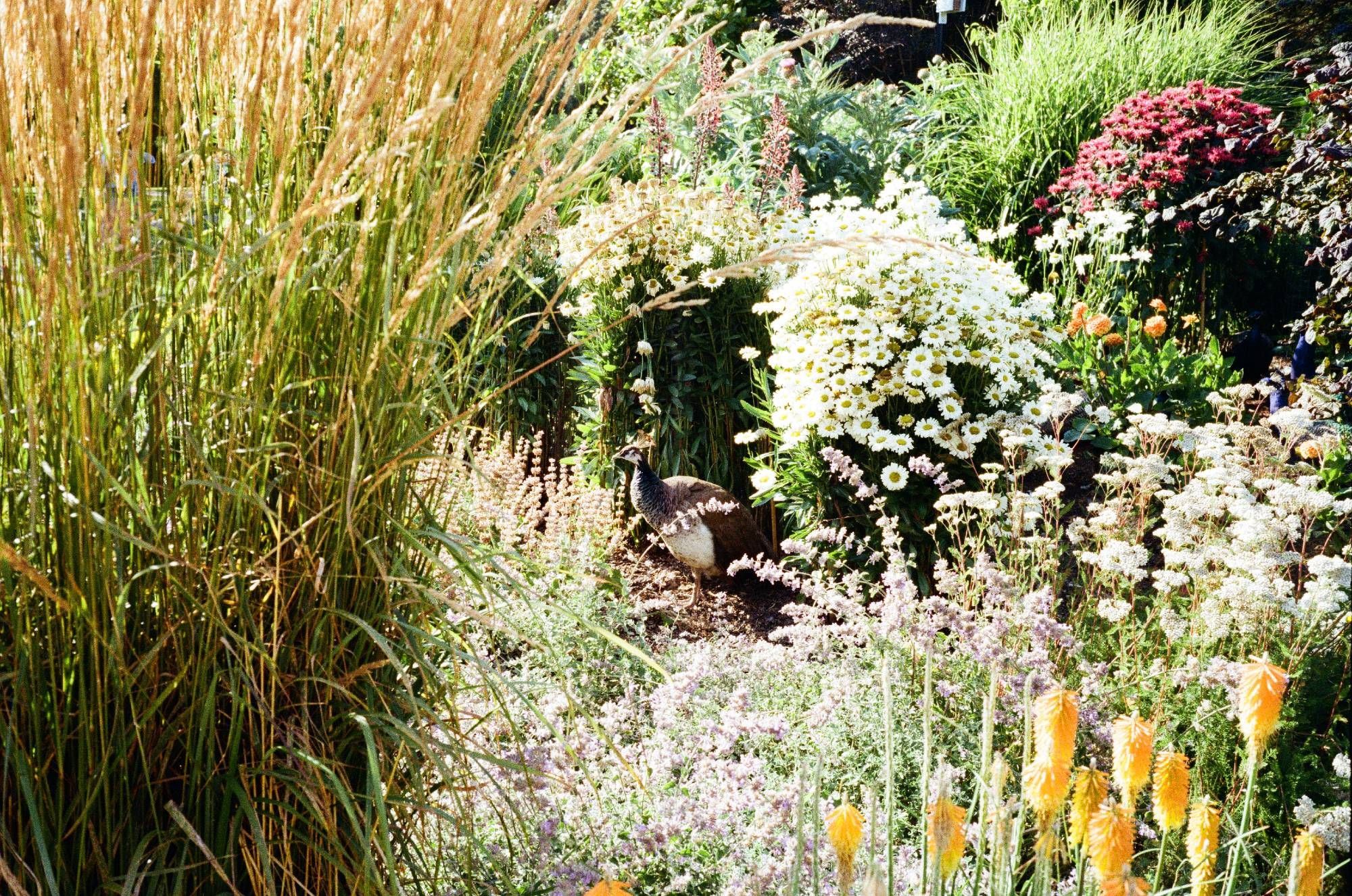 A film photograph of a peahen standing in the middle of a bunch of flowers and foliage