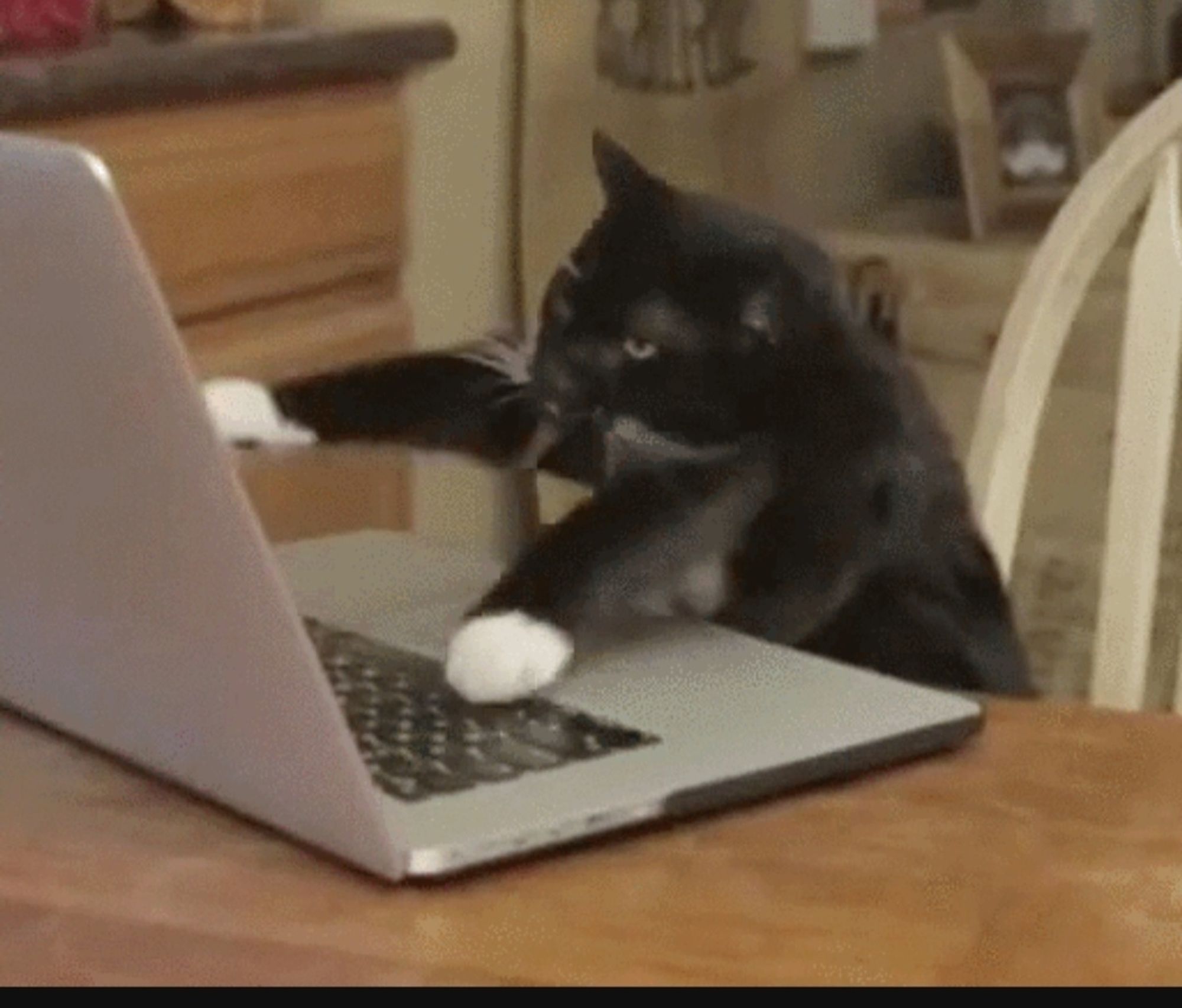 Picture of a realistic black cat puppet pantomiming typing on a laptop at a kitchen table