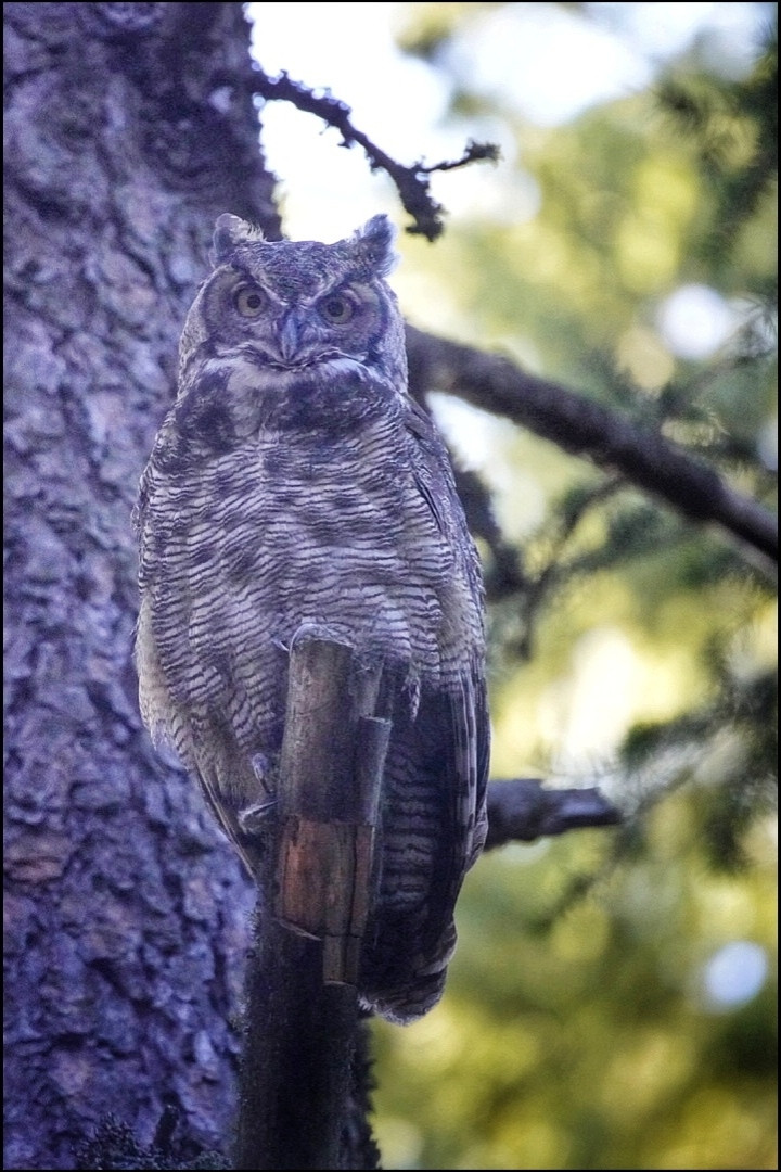 A great horned owl on a branch looking very judgmentally down at me