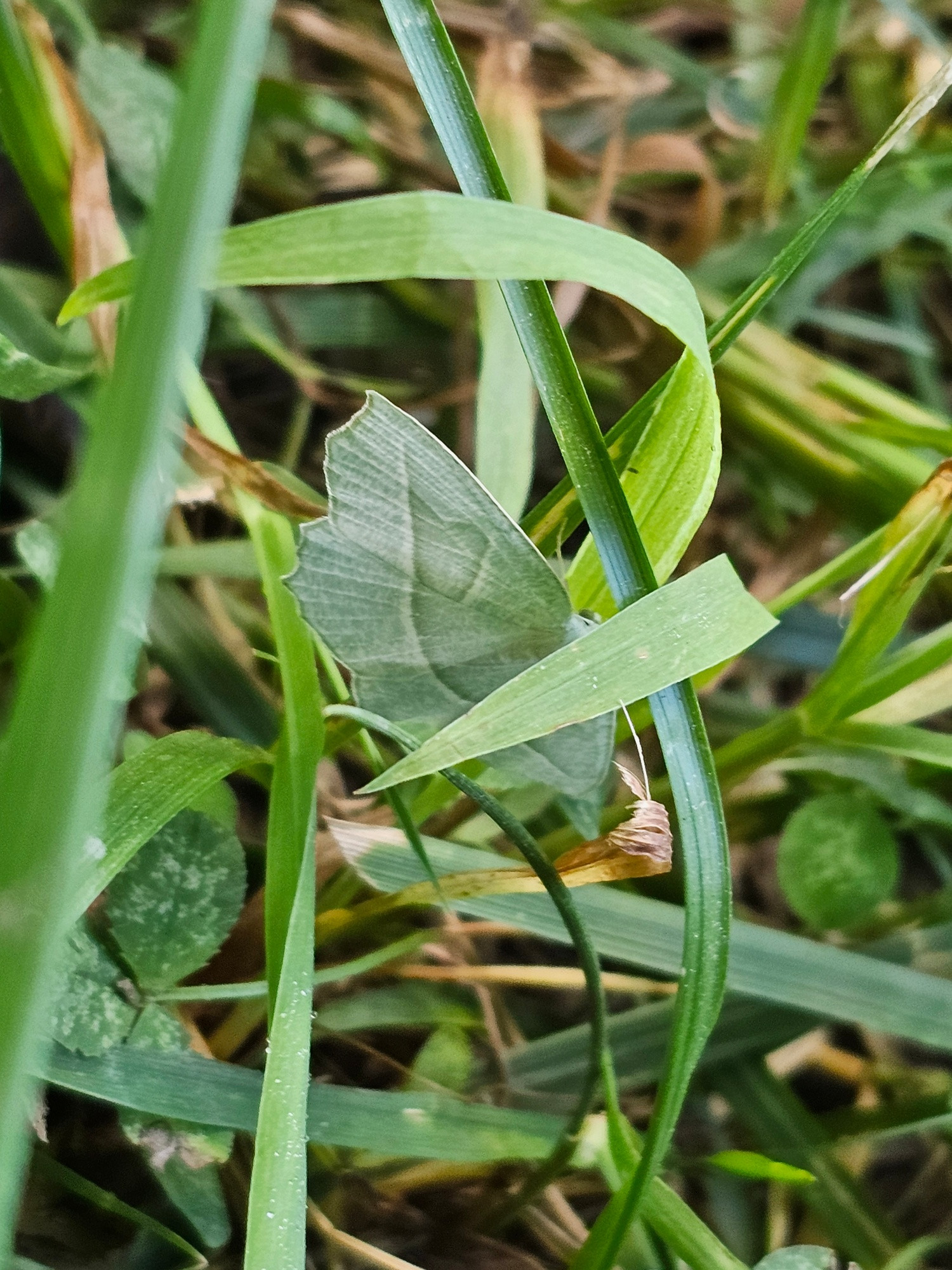 Winged insect hiding amongst grass 