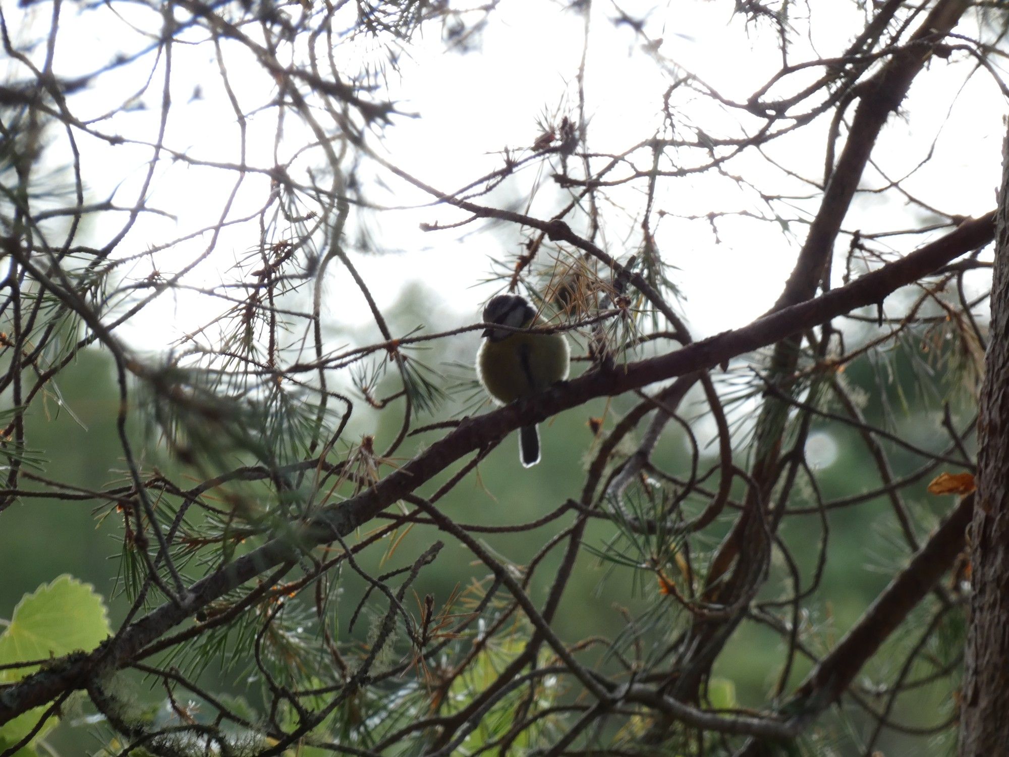 A bird sits on a branch with another branch blocking part of its face.  The bird has a yellow body, a black line running vertically down its chest, and a  black, white, and blue head.