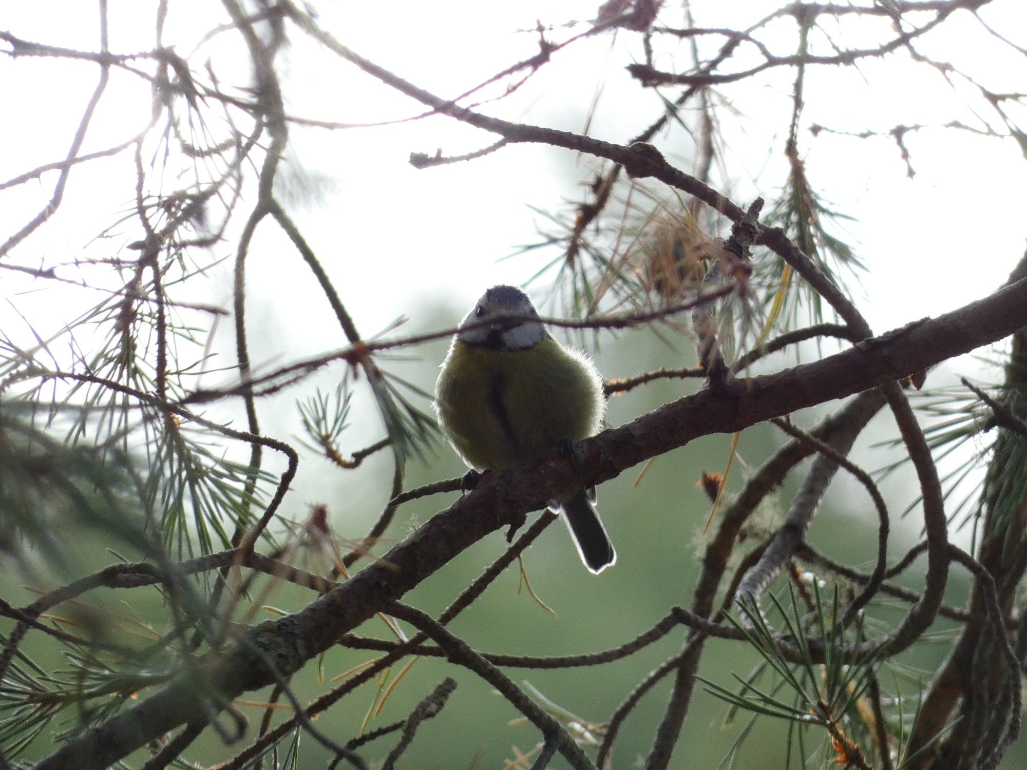 A bird sits on a branch with another branch blocking part of its face.  The bird has a yellow body, a black line running vertically down its chest, and a  black, white, and blue head.