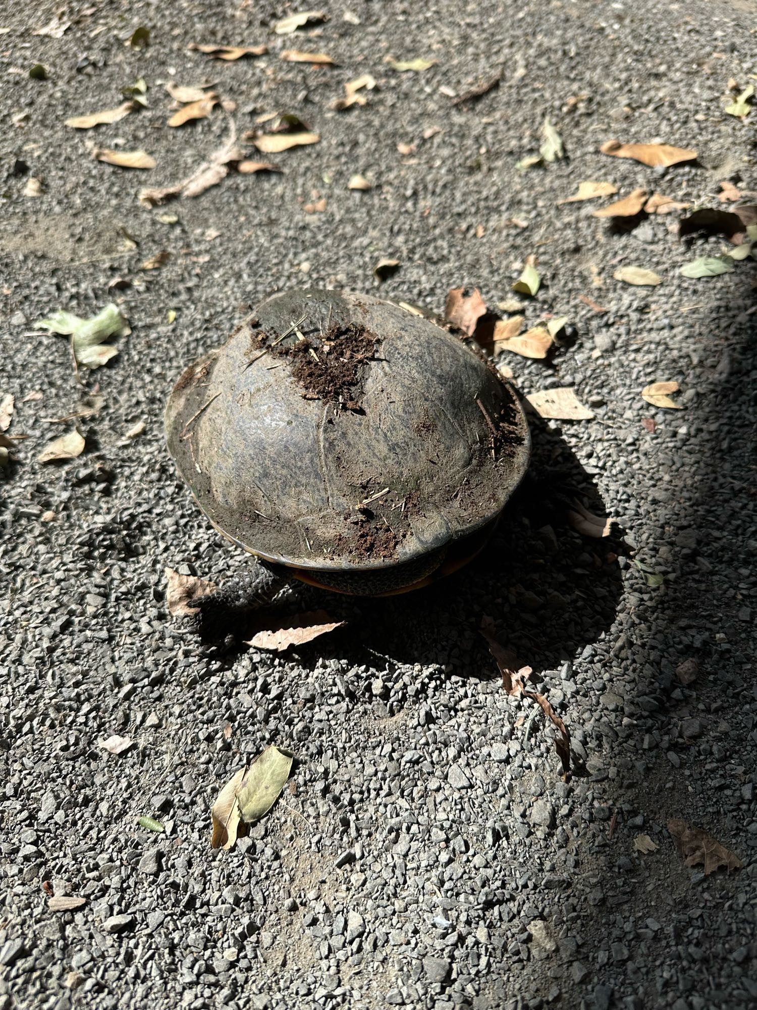 A mud turtle retracted into its shell on top of crusher dust driveway.