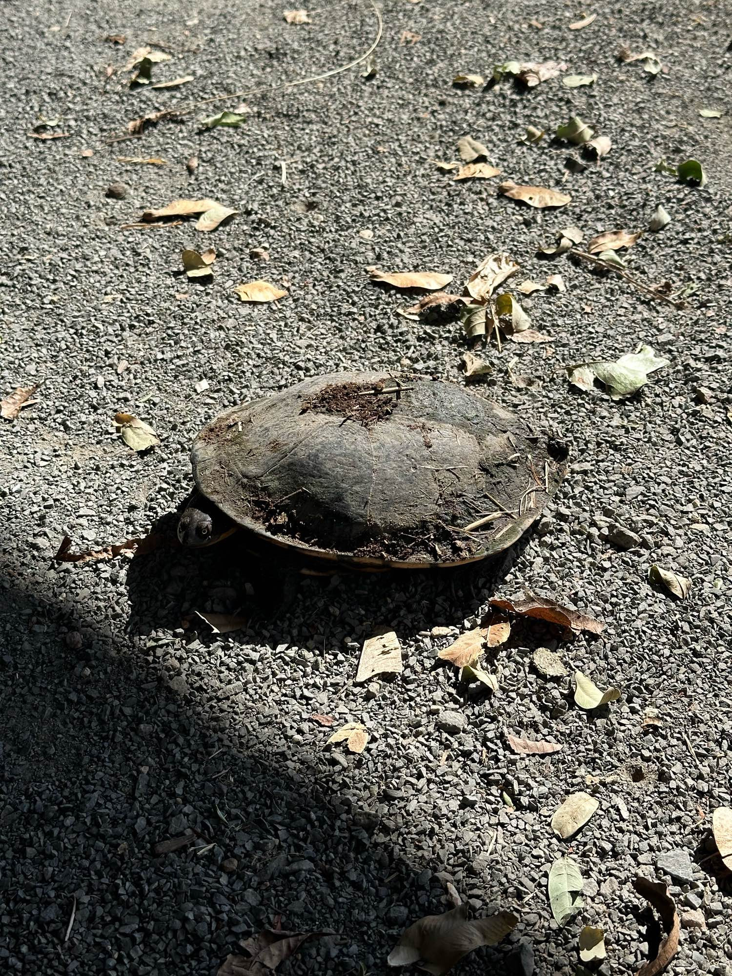 A mud turtle looking at the camera suspiciously.