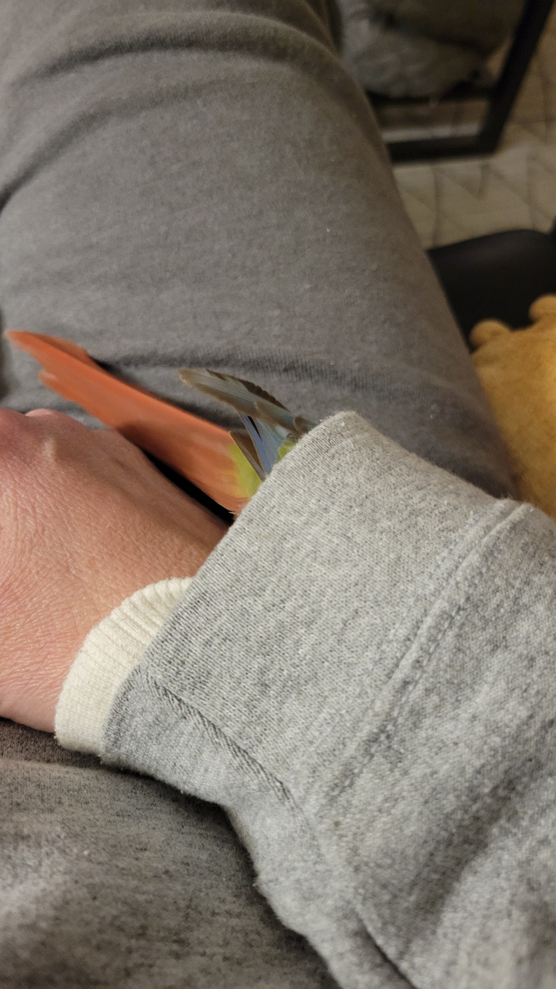 A green cheek conure shoves herself up the hoody sleeve of her accommodating human.