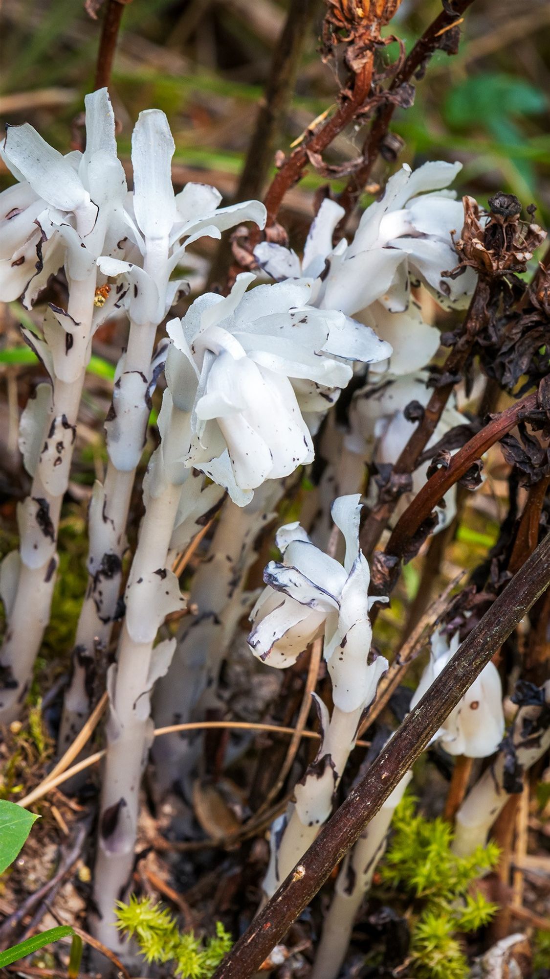 Indian Pipe (Monotropa uniflora) is a wildflower that has no chlorophyll ergo not green in color, white instead. Pipe-like in form, narrow stem with thick pendulous flower at stem end. Dependent on soil fungi for nutrients. Can grow to twelve inch height.