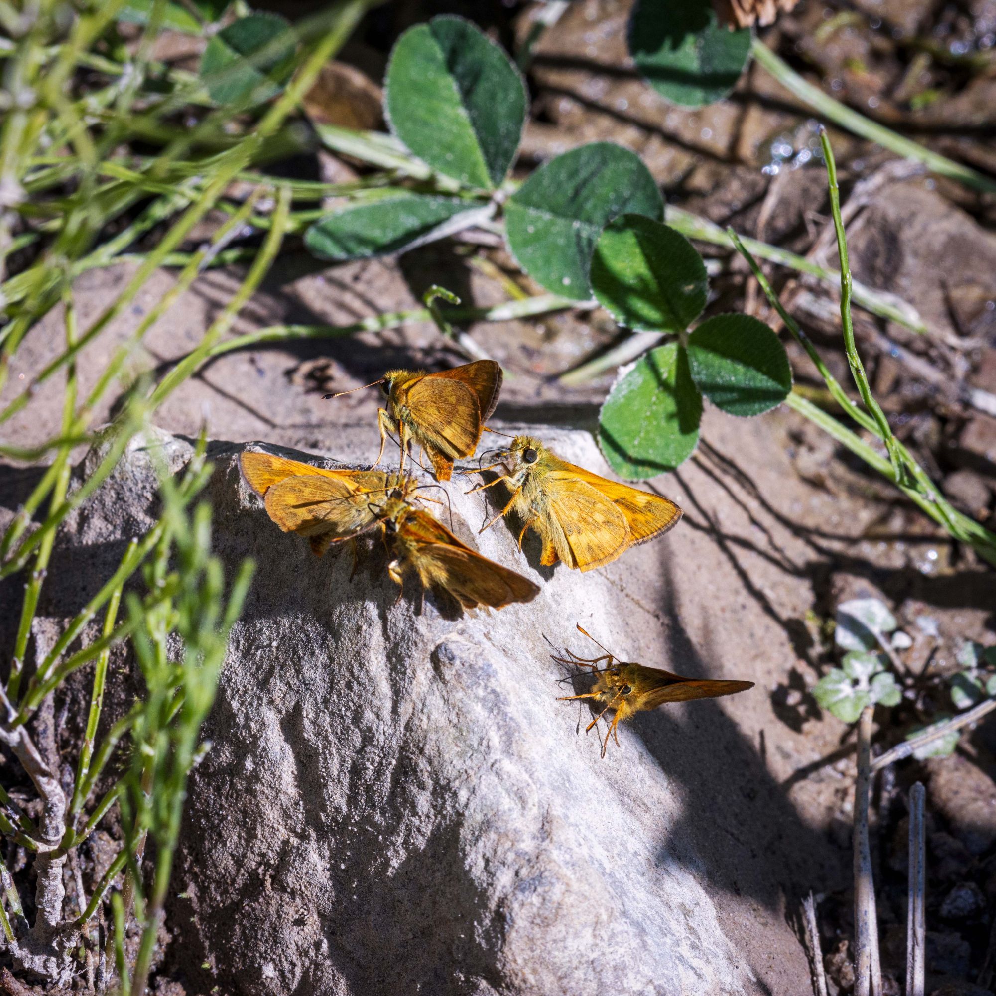 Golden wings have indistinct pattern of vertical squares immediate trailing edge of ventral rear wing. Also note the orange tipped abdomen.