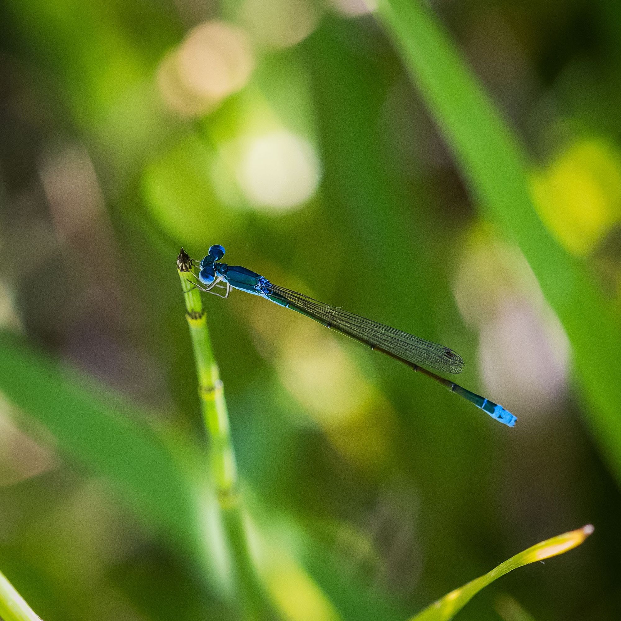 Small, 1 inch long, damselfly 