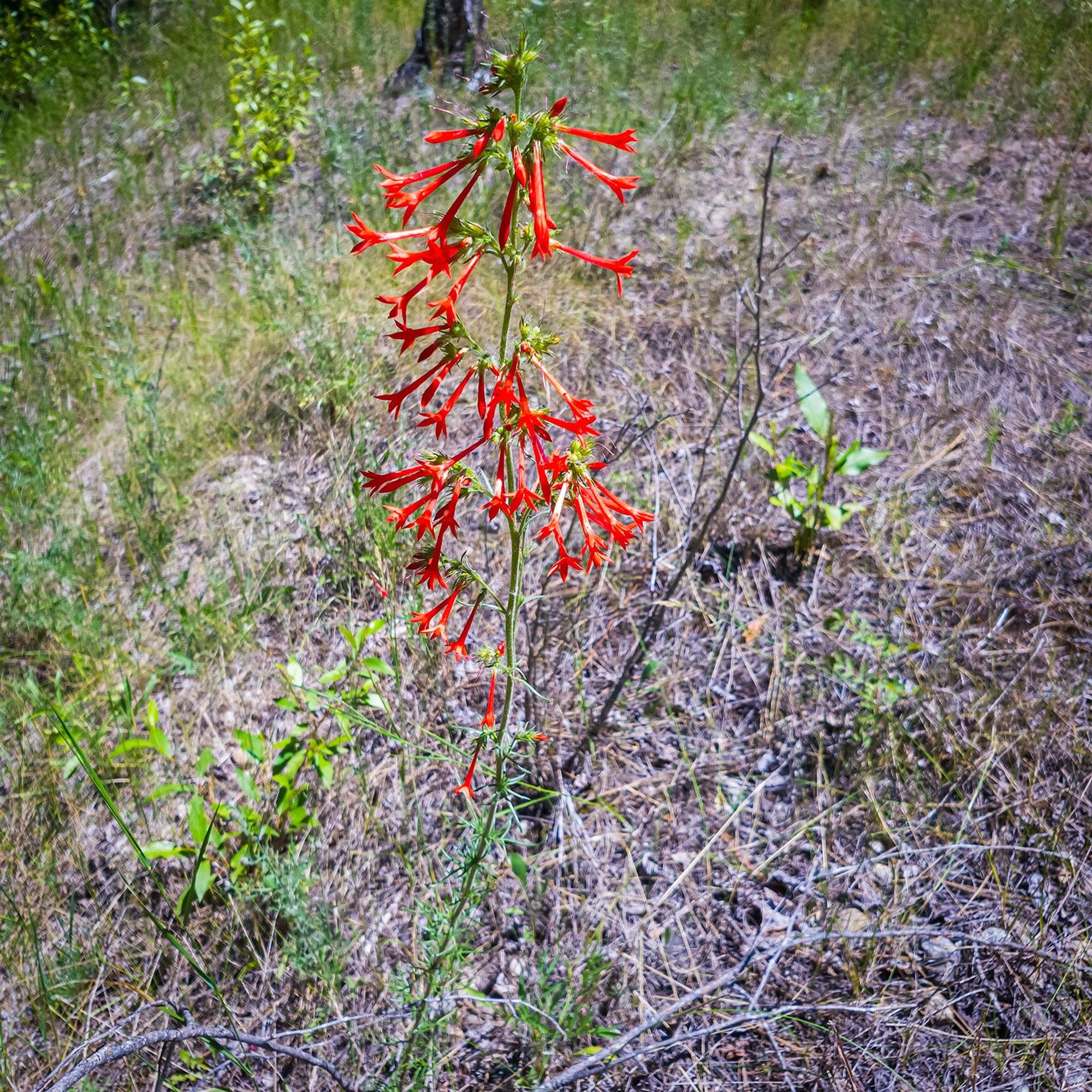 This wildflower is very spindly, linear in structure reaching height of 32 inches. Leaves are also spindly; very narrow fingers described as pinnate. 