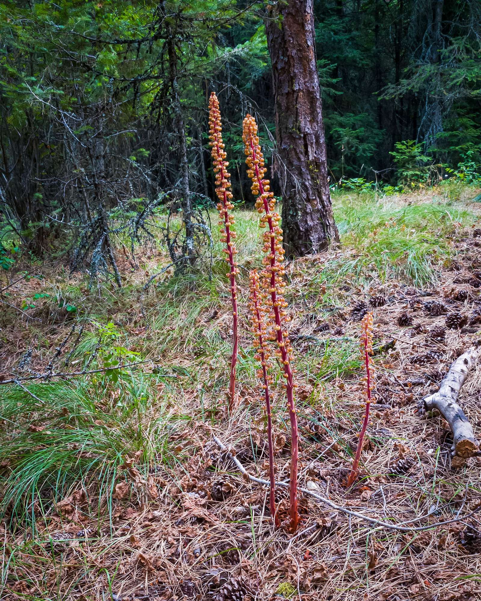 Giant Pinedrops has a red stalk covered with sticky hairs. Many yellowish lantern-like flowers hang off entire stem length. Plant structure much like a test-tube brush.