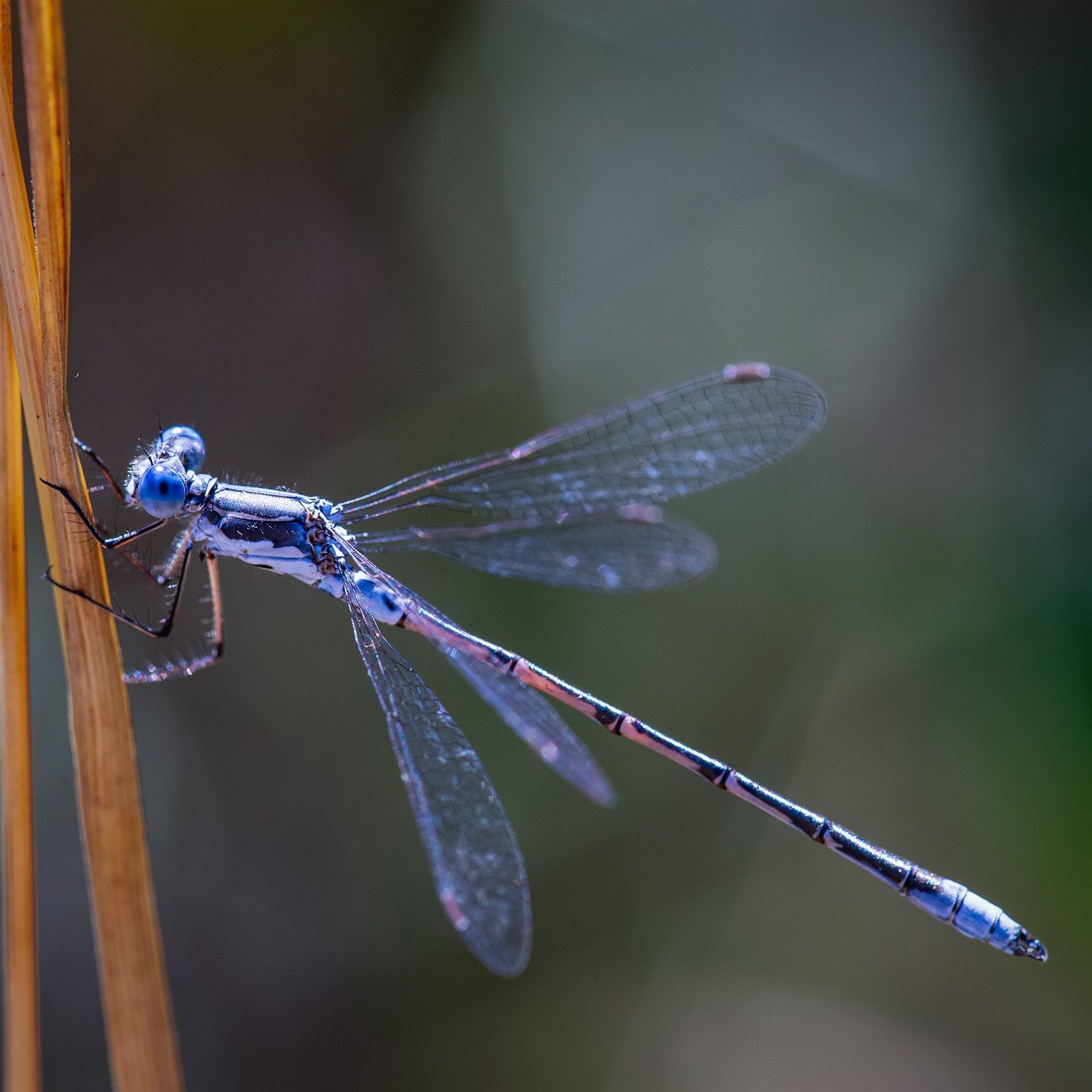 Both sexes have two dark spots on the lower part of the thorax (diagnostic). Eyes are blue and legs are mostly black with elongate sections of tan. Wings are narrow in form and held at 45 degree away from body. 