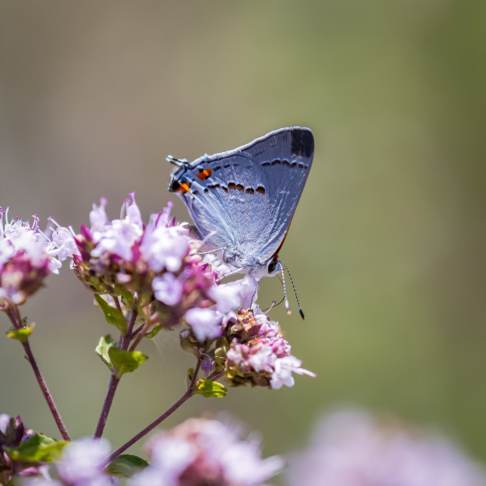 Mostly gray butterfly with two orange spots and two spotted dark lines immediate trailing edge of rear wing.