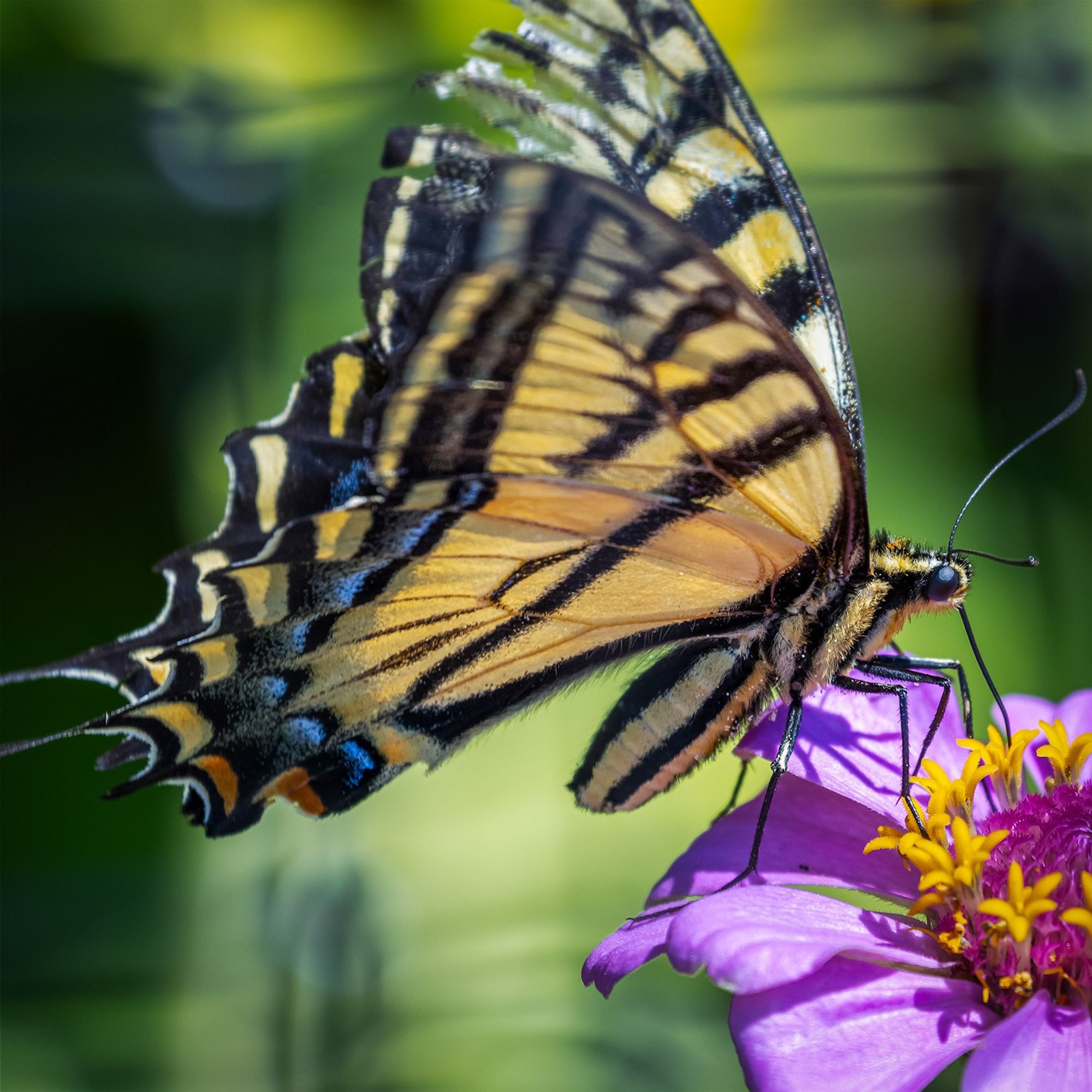 Second largest butterfly (almost five inch wingspan) in the U.S. is the pictured Two-tailed Swallowtail. Predominately yellow with four black lines radiating backwards from leading wing edge. Additional and thicker black line immediate trailing wing edge embedded with small amounts of blue and orange spotting. Identified by two tails on each of the rear wings trailing edge.