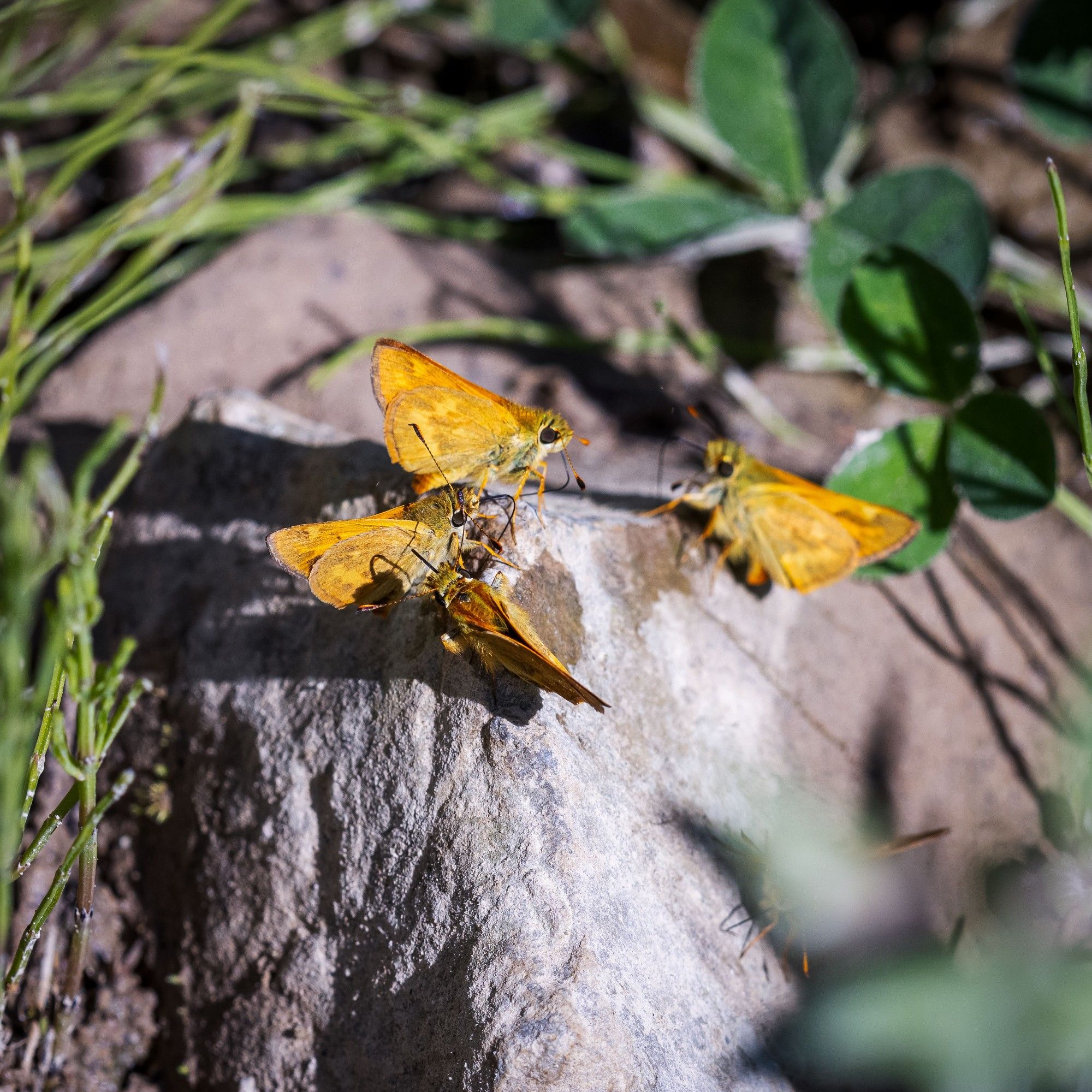 Golden colored butterfly, about an inch wingspan. Found in many grassy habitat types, not found in deep woods.