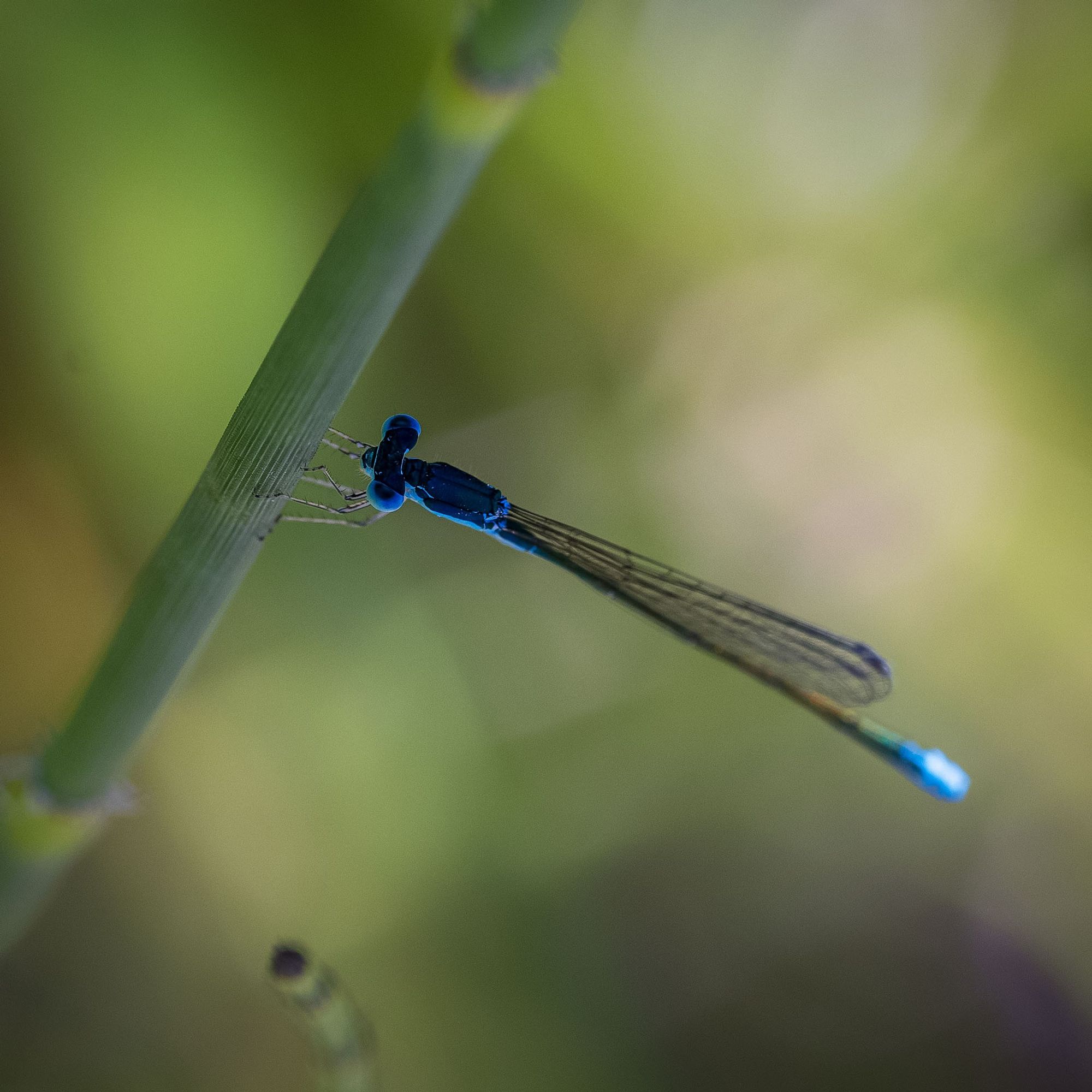 This damselfly is found in dense grass-like vegetation of shallow watered wetlands.