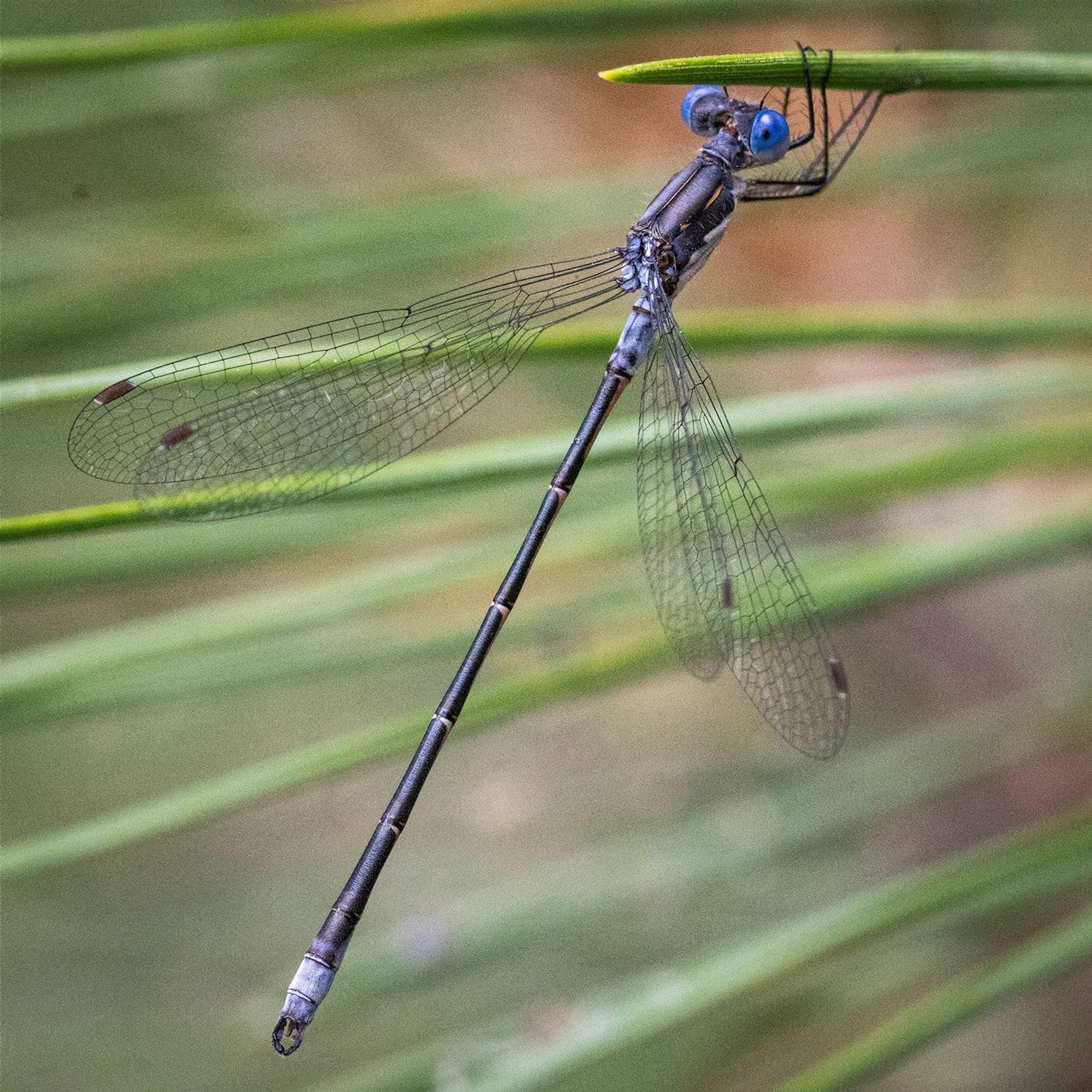 Adult male has brown tones on thorax, metallic green abdomen and short, pudgy claspers (diagnostic structures at rear of abdomen). Wings are held at 45 degree away from body. 