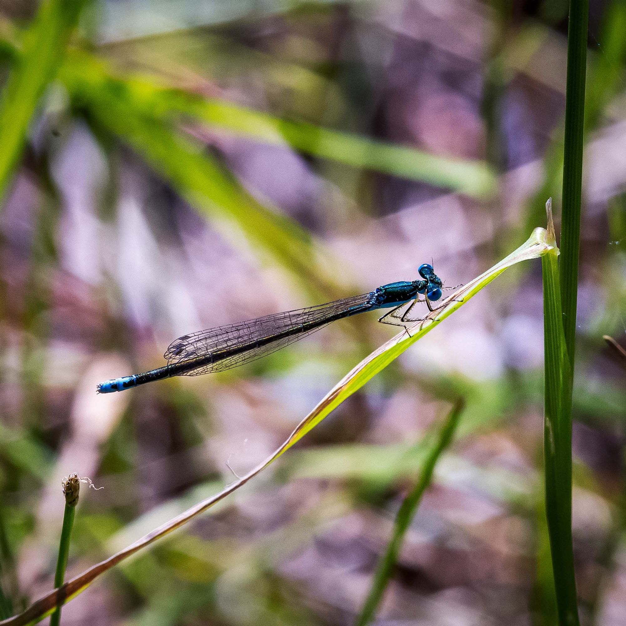 Wings are held parallel to abdomen at perch with the abdomen endpoint a baby blue in color. 