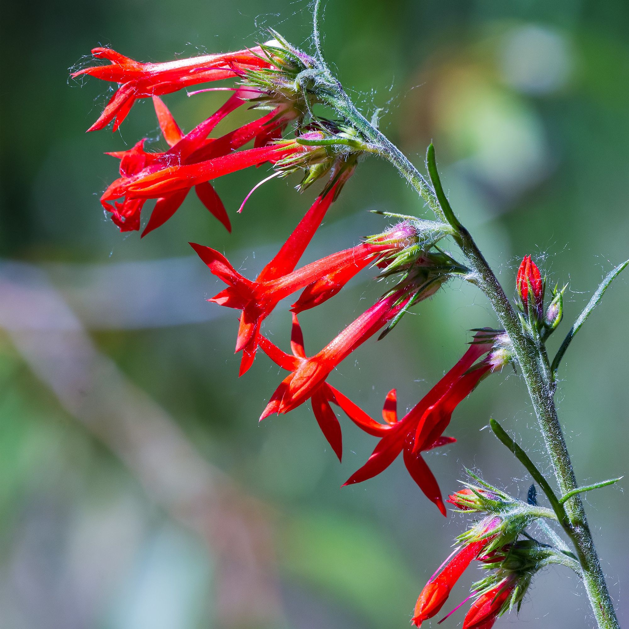 The flowers of Scarlet Gilia (Ipomopsis aggregata) are deep red in color. Individual flowers are trumpet shaped (tubular) and measure a little over an inch in length.  The inflorescence is considered a raceme and measures up to 12". 