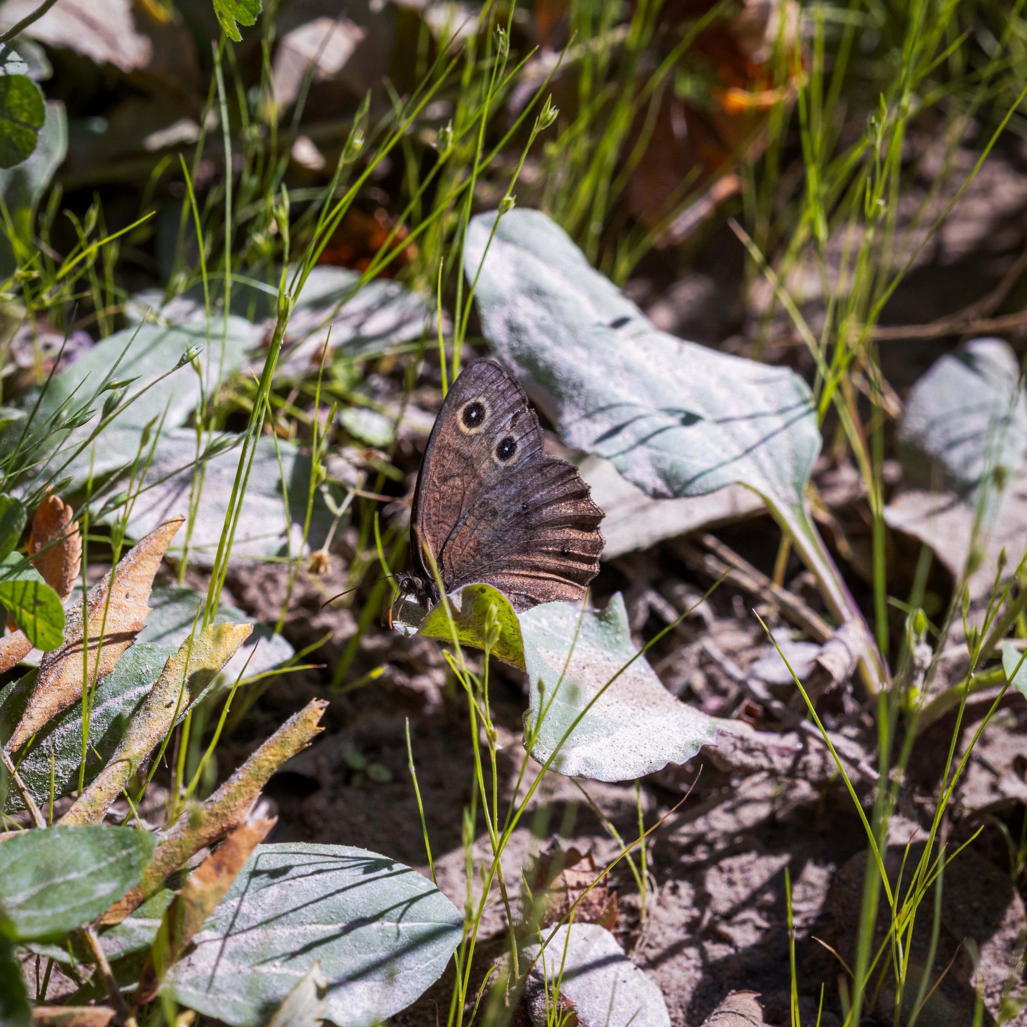 The metallic coloration of this "brown" Common Wood-Nymph is evident when front lit by sunshine.