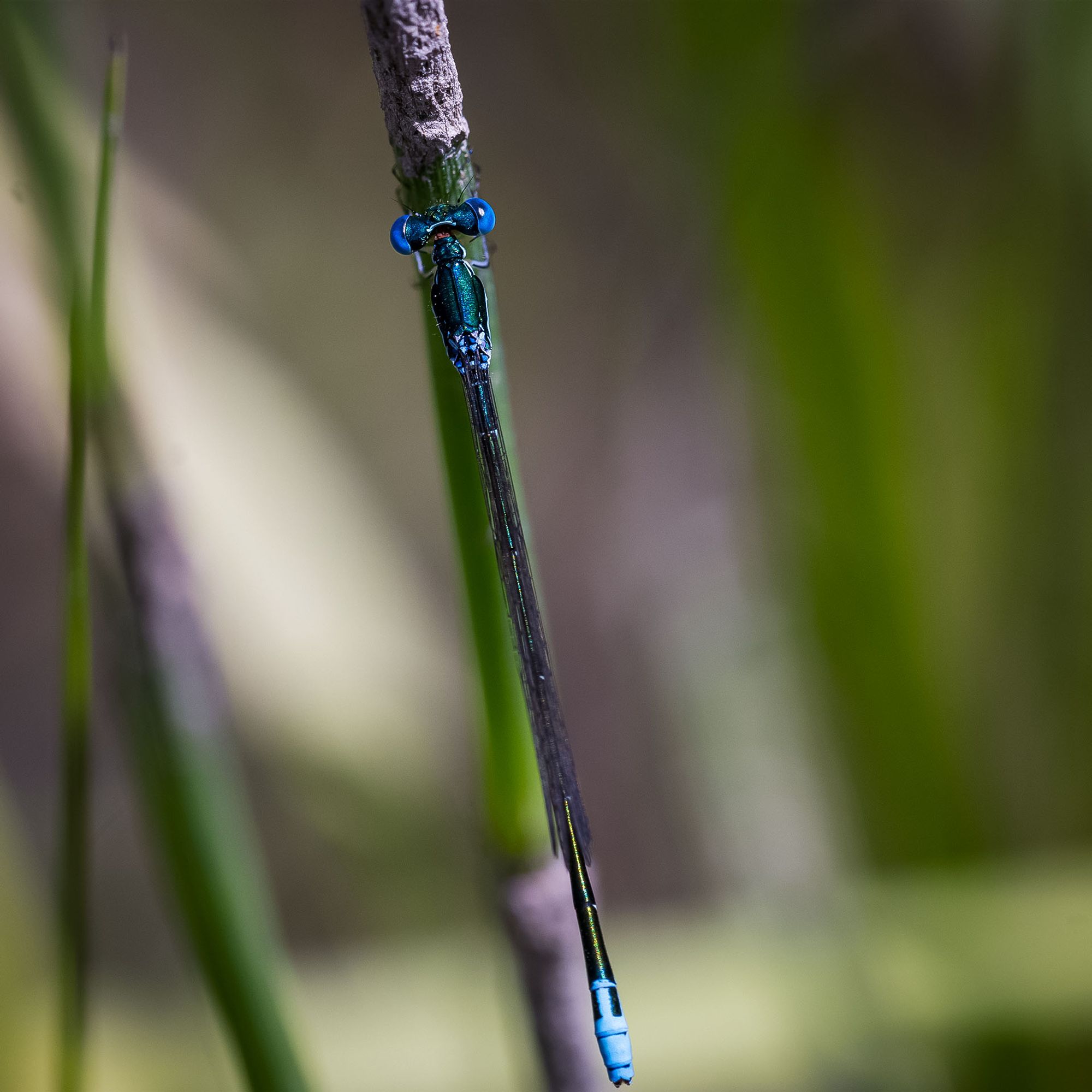 Colors of this damselfly are a metallic green on the thorax and abdomen. Eyes are also metallic looking, tinted sky blue 