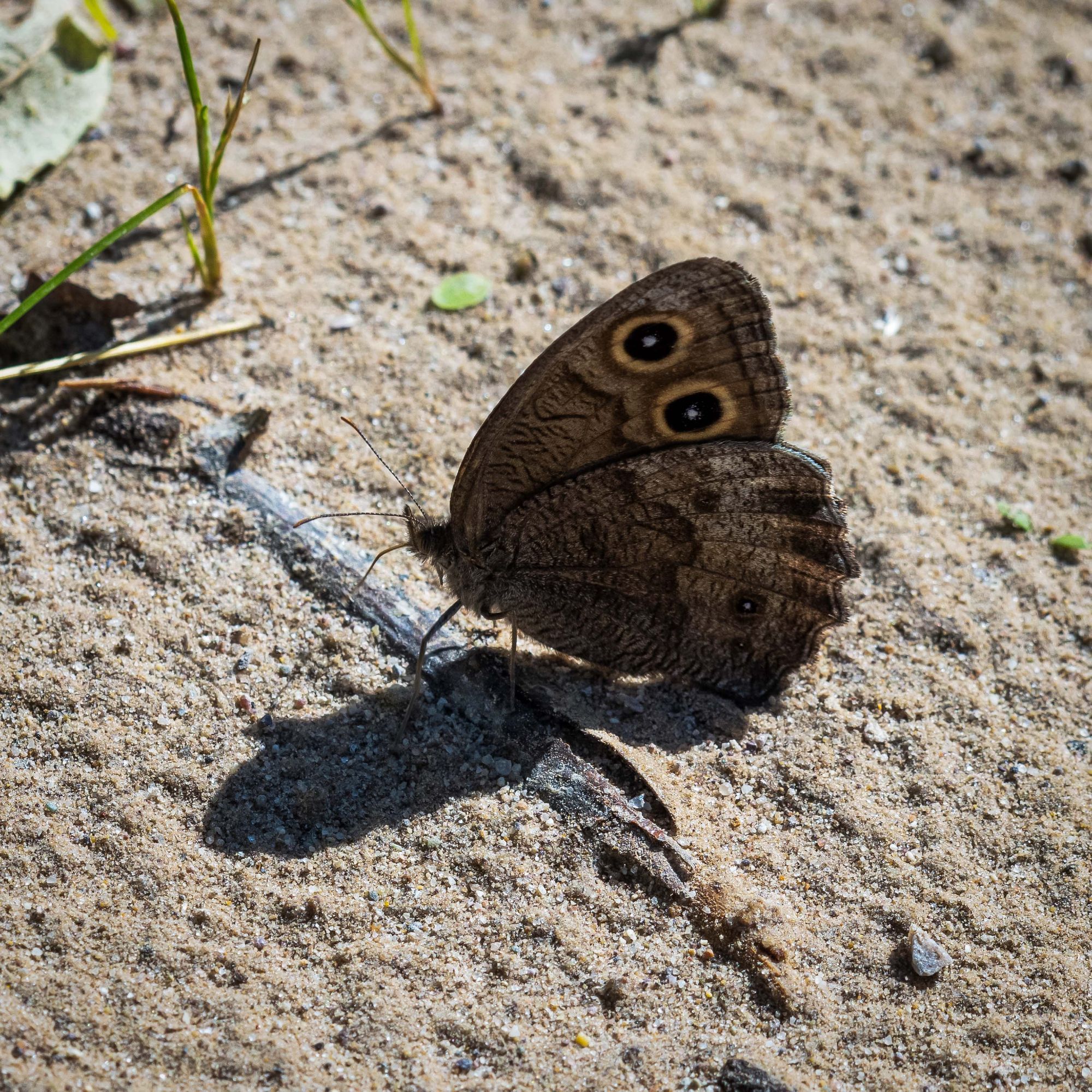 Common Wood-Nymph appears to be a spectrum of flat browns  when backlit by sunshine.