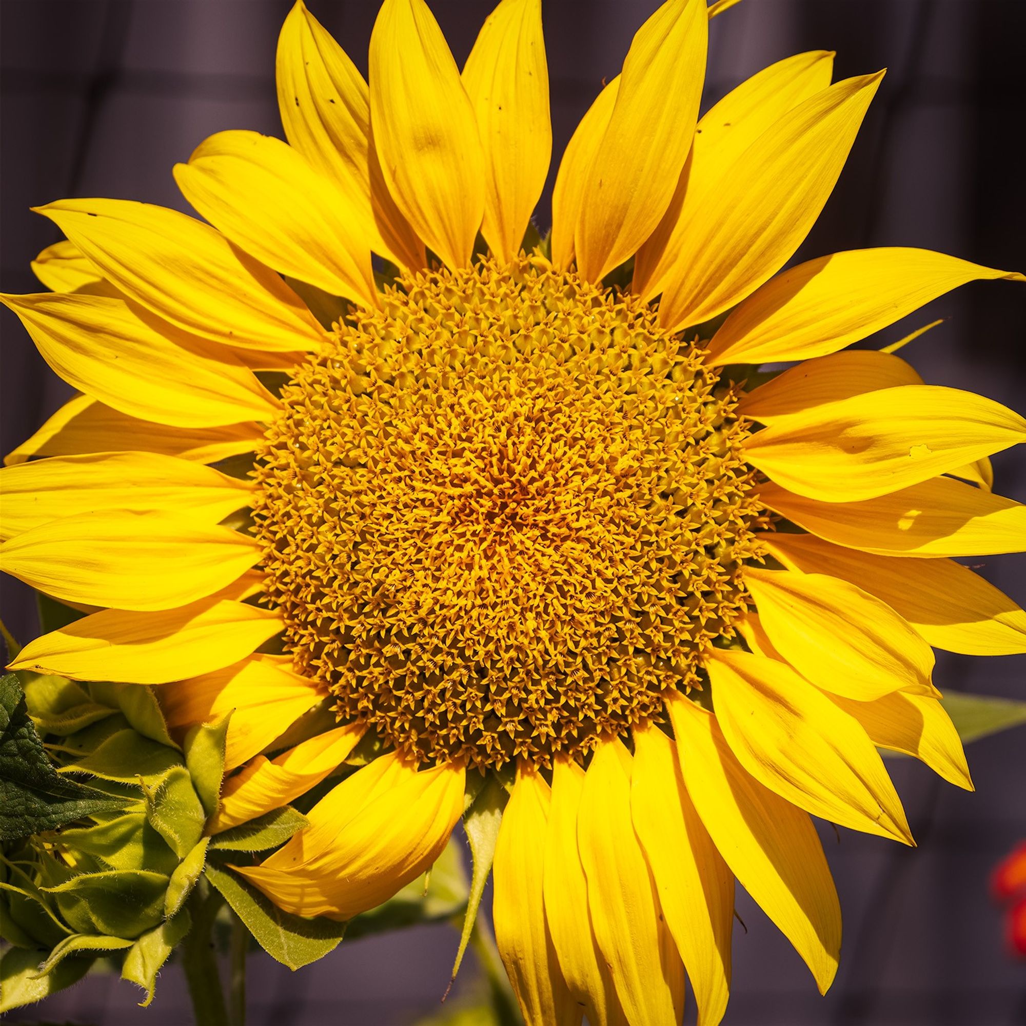 Close-up of Sunflower flower; note the two different yellow ray and disk flowers :-)