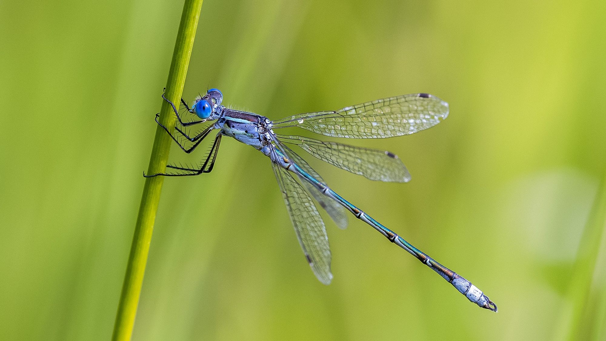 1.5 inch long damselfly with blue eyes, green abdomen and bluish thorax. Wings held at 45 angle away from body.