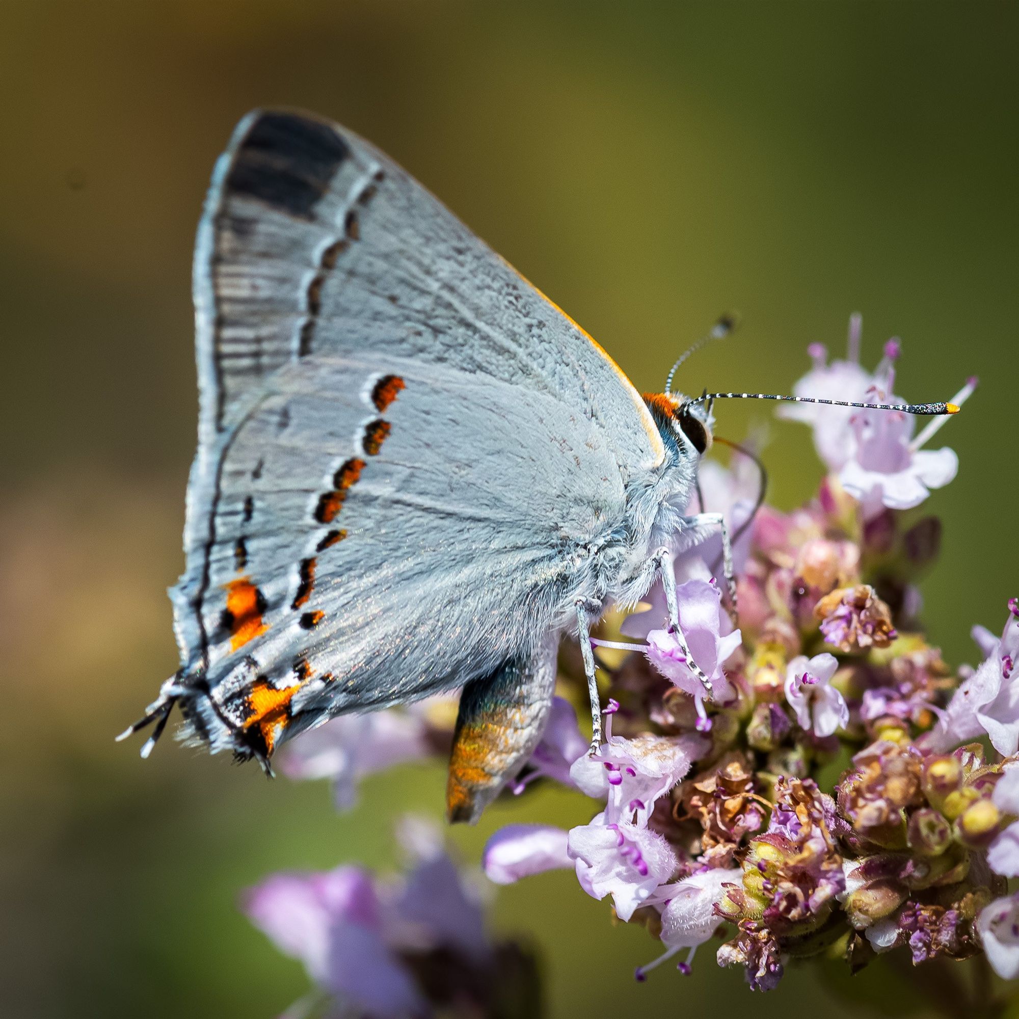 Macro image of Gray Hairstreak butterfly...named for color and single threadlike extension on trailing edge of rear wing :-)