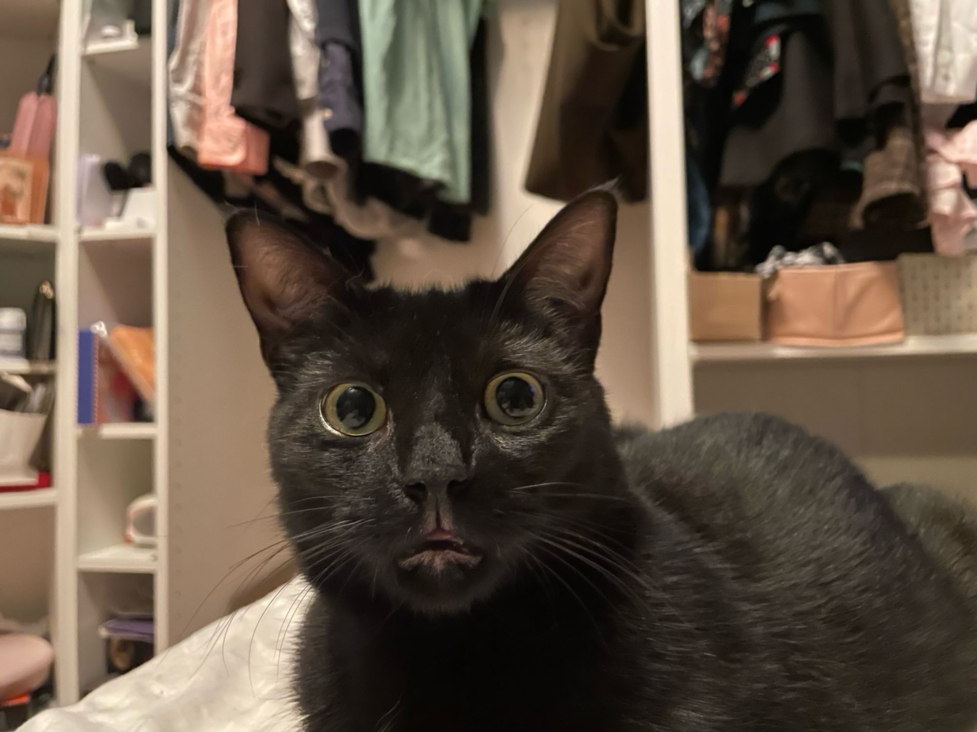 A black cat (Jiji) with a very goofy expression. 