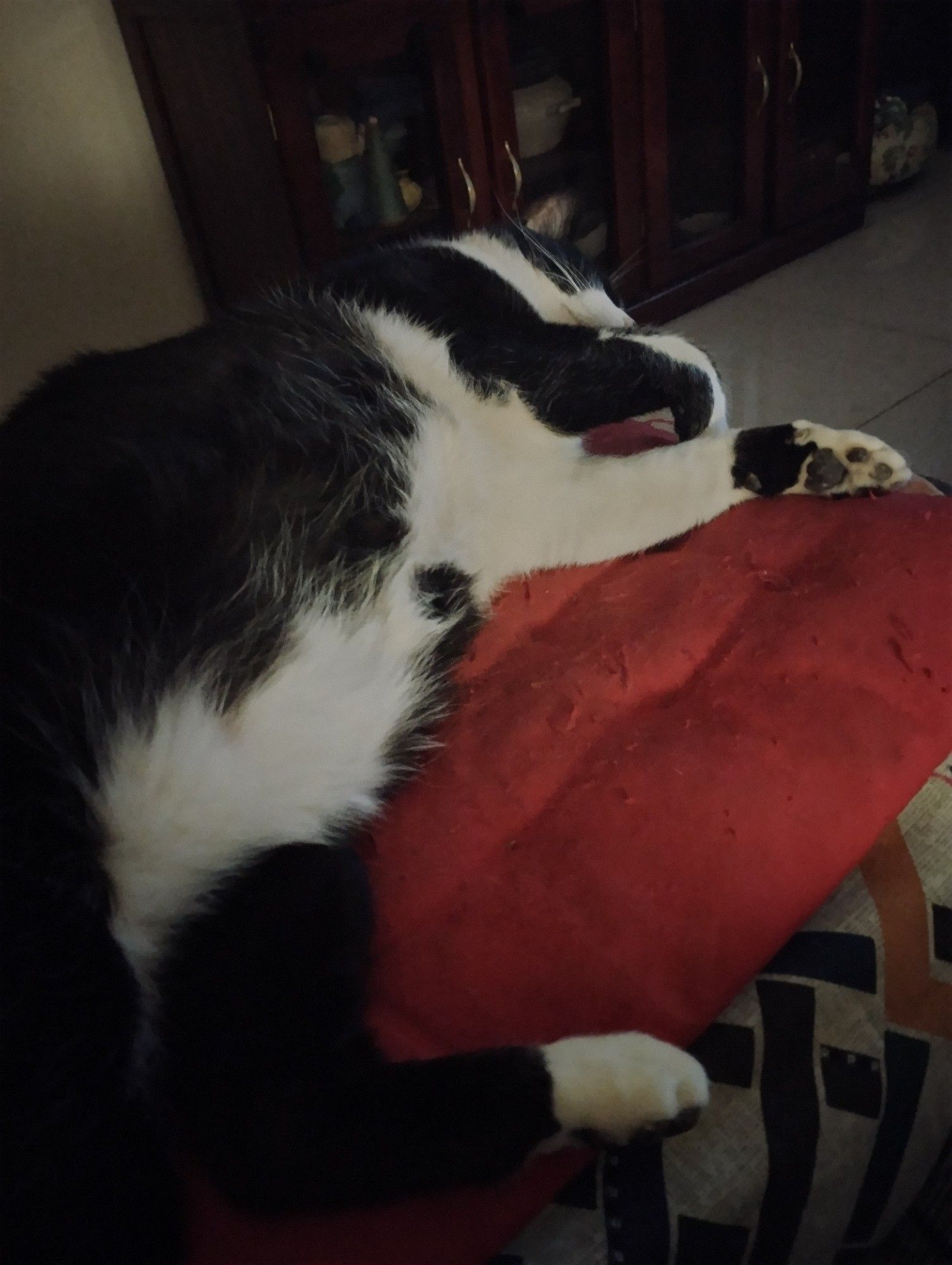 Gato preto e branco deitado sobre uma almofada vermelha. Ele está espichado, todo largado e dormindo profundamente em uma sala na penumbra.