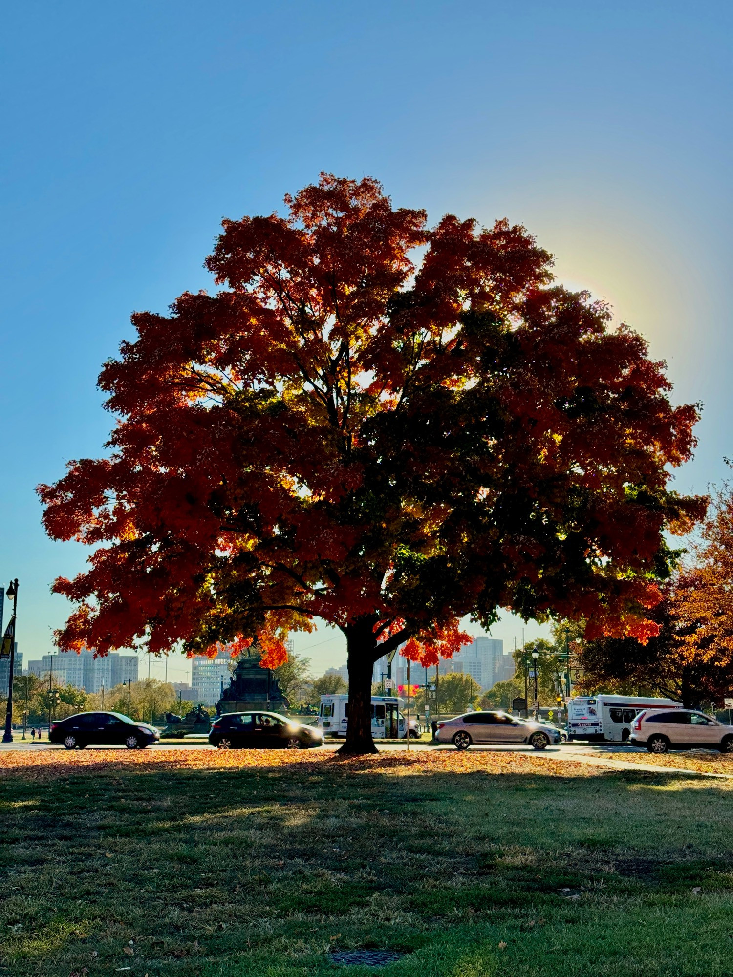 Large maple tree with red fall leaves is silhouetted against the sun, a field of grass is in the foreground near the Philadelphia Museum Of Art