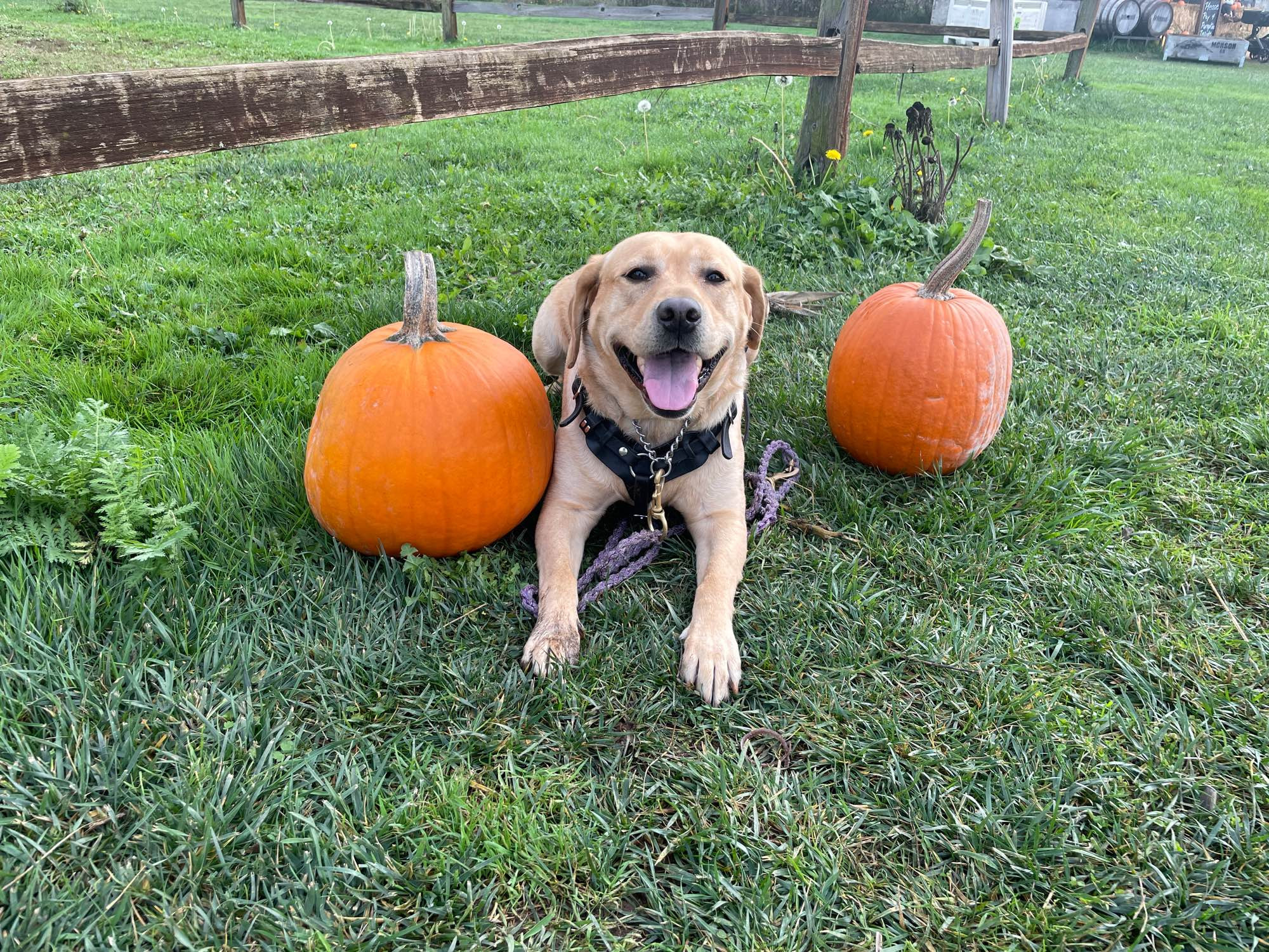 My dog, Winry, a yellow Labrador is laying down between two pumpkins at the farm.