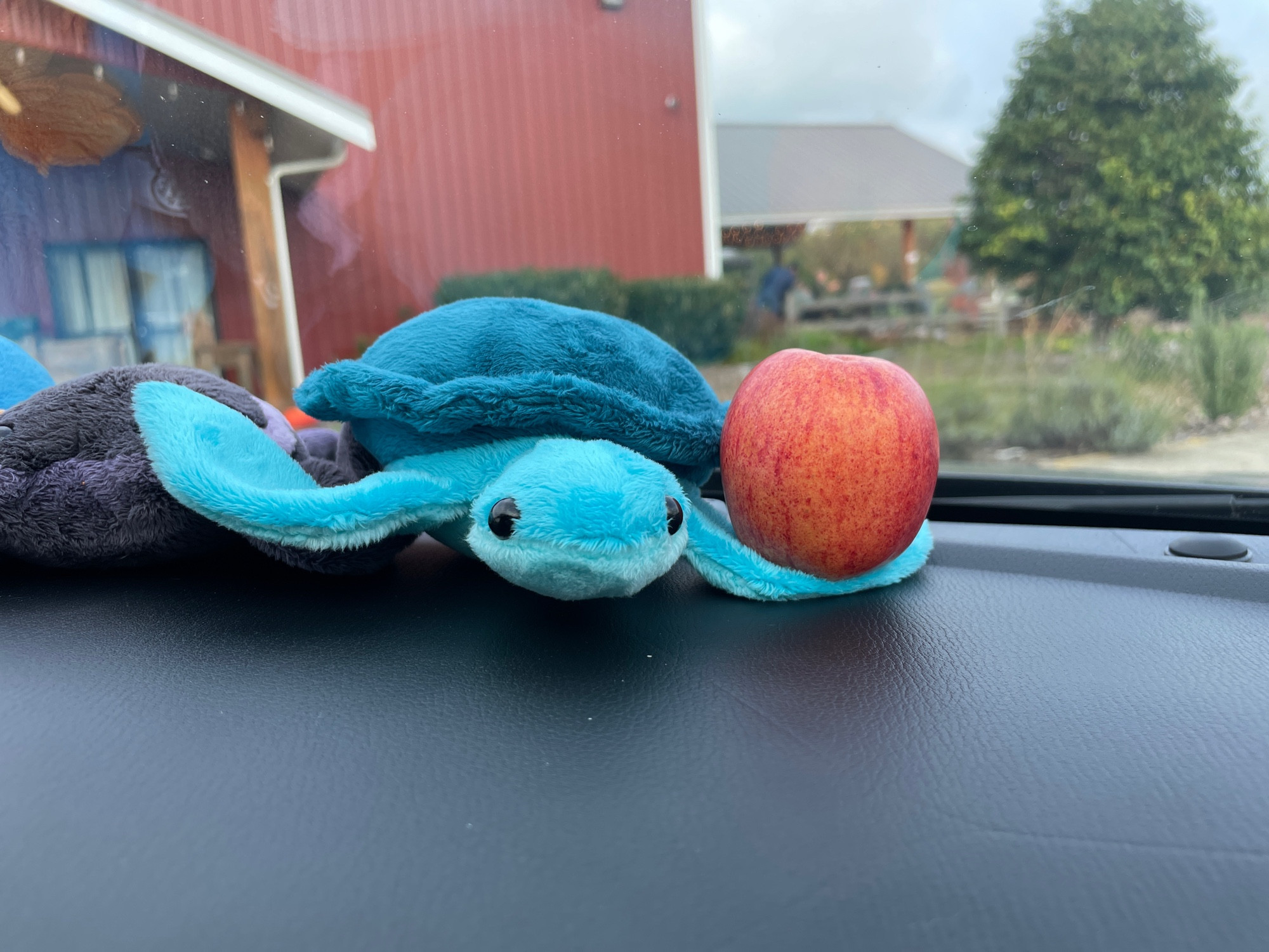 One of the teal turtles I’ve been working on sitting on the dashboard of our car with a teeny little apple on his fin. There’s a farm in the background.