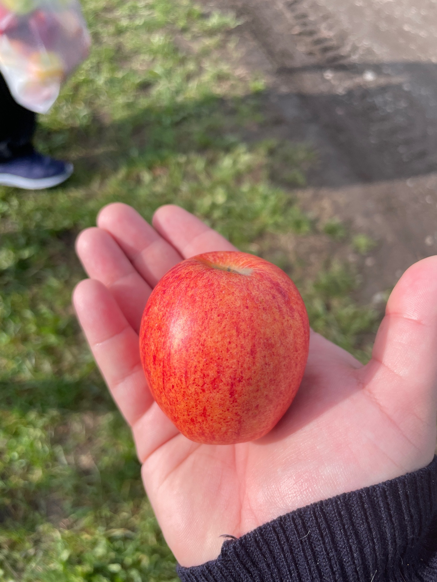 A picture of a tiny apple in my palm. It’s very sunny out!