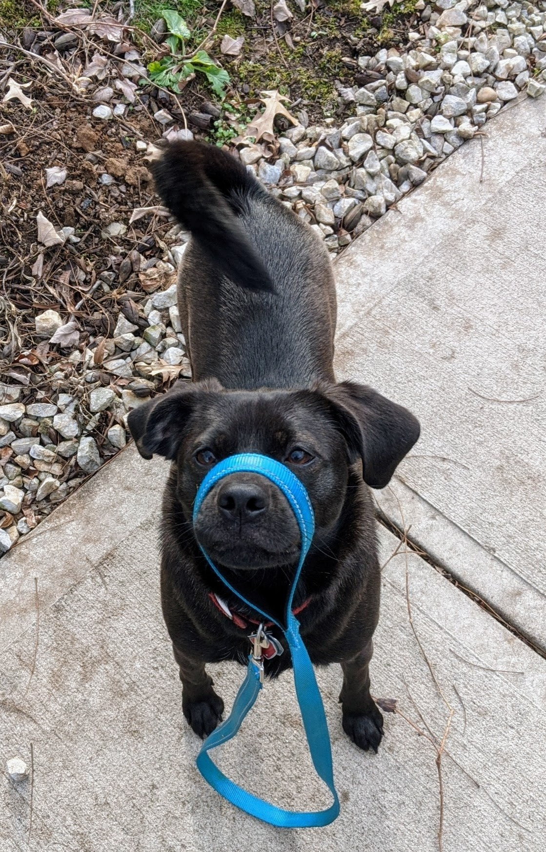 A small brown dog with a curled tail looks up at you enquiringly. She has a blue leash with the loop around her snout. She would like a walk yes she would.