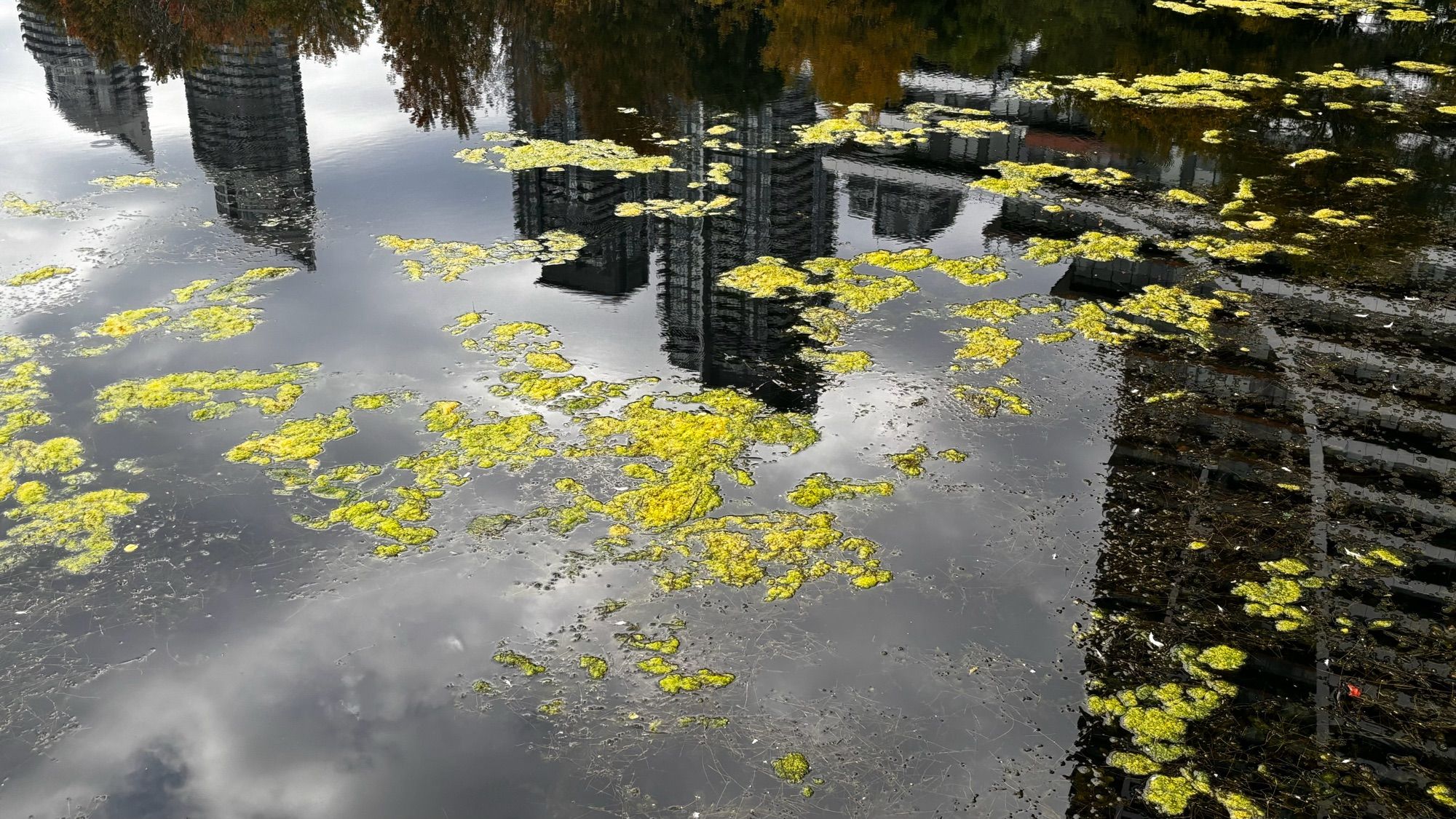 Buildings and clouds reflecting upside down on dark water with surface greens