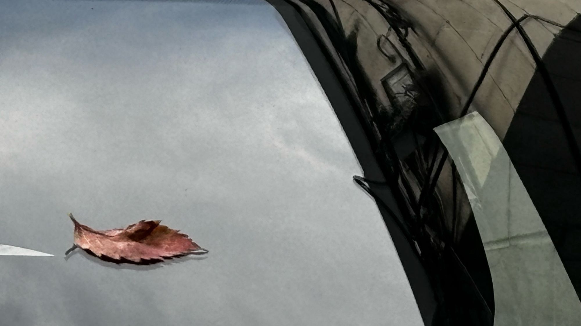 Leaf on windshield next to building