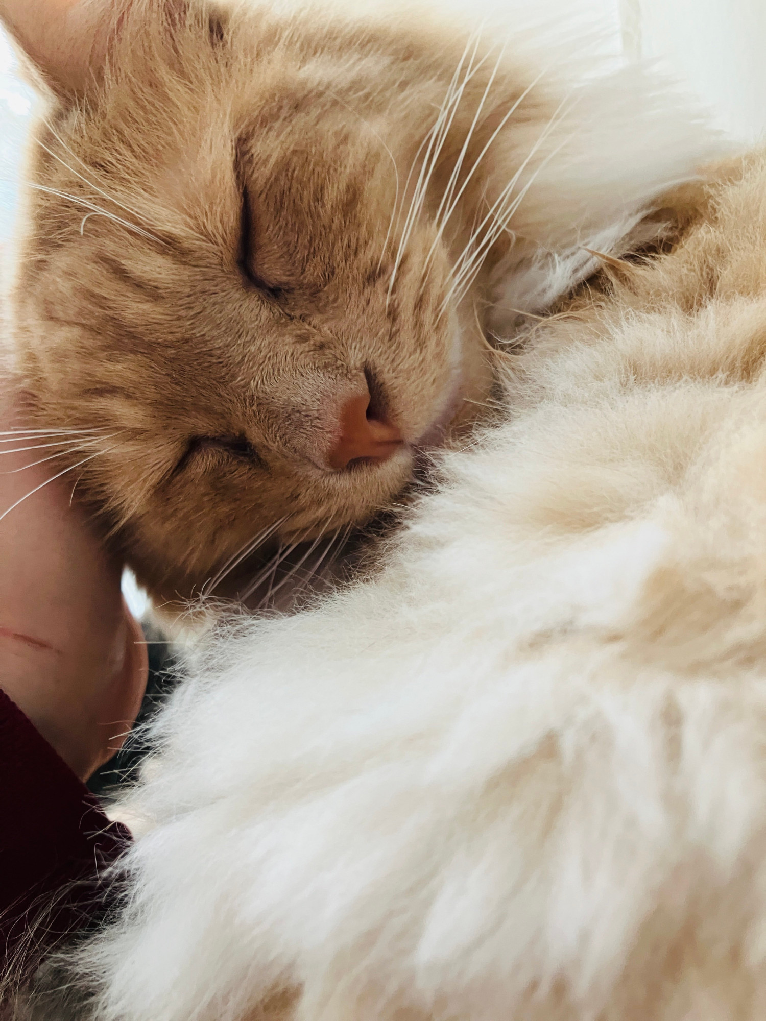 A floofy maine-coone cat named Niko enjoys a bit of a scratch as his all-consuming fluff devours the frame.