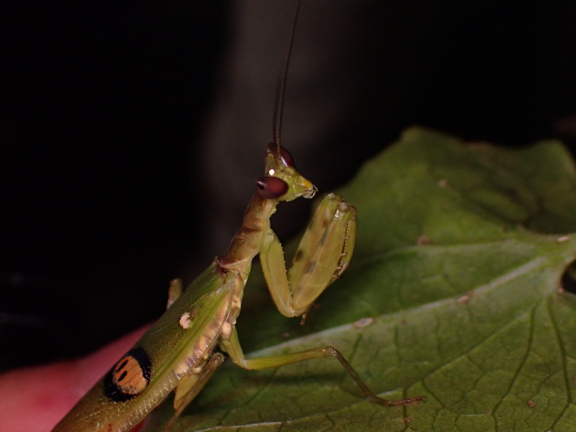 Side profile of a praying mantis with red eyes pointing out of the head, making it appear V-shaped. It has a brown hue on its pronotum and an eyespot pattern on its wings. It appears to be looking at the camera.