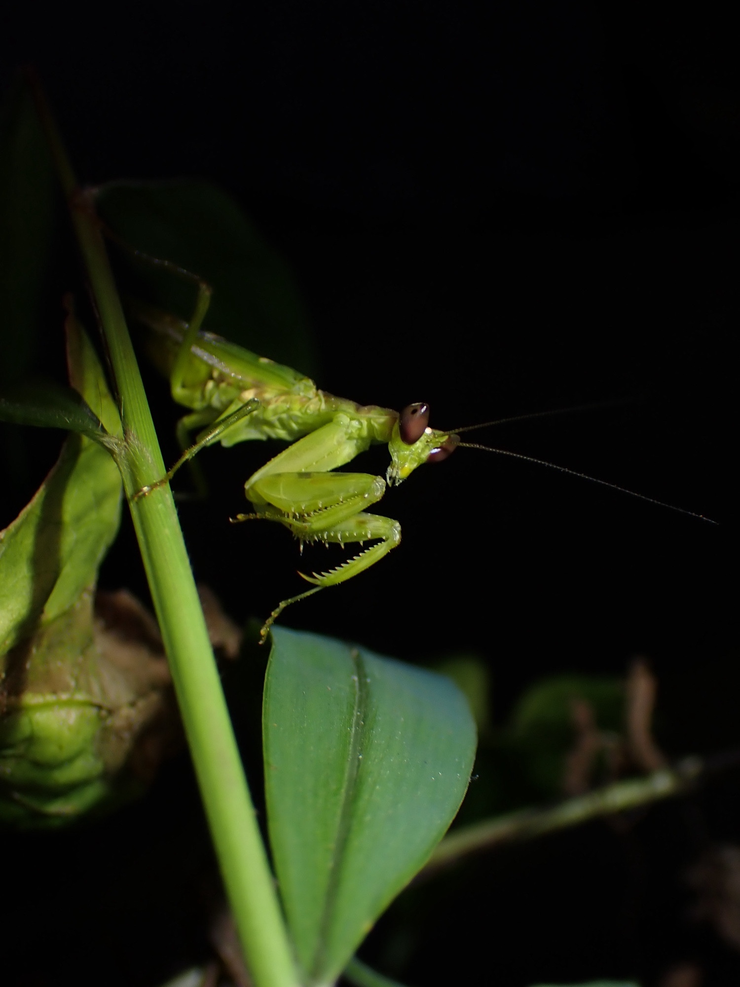 Photo of a praying mantis with red eyes pointing out of the head, making it appear V-shaped. It is on a branch, appearing to emerge out of the dark.