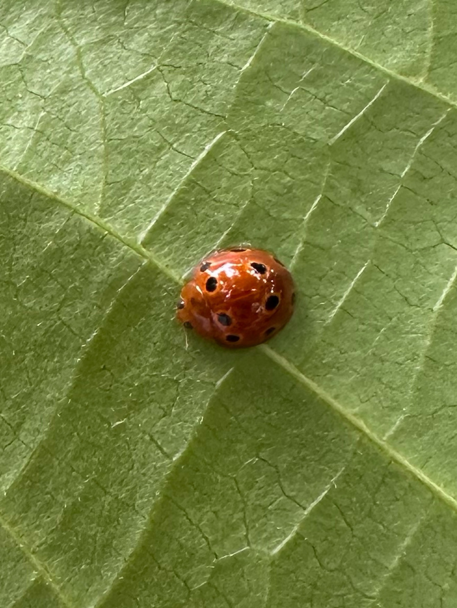 very shiny, red ladybird with bordered black spots