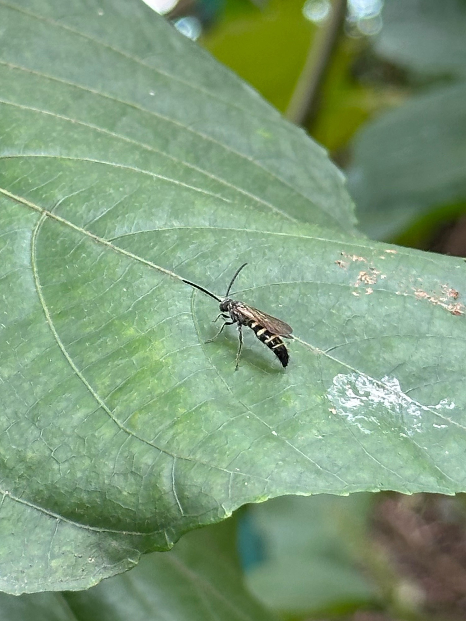 a very long wasp (Scoliidae) with very long antenna on a leaf