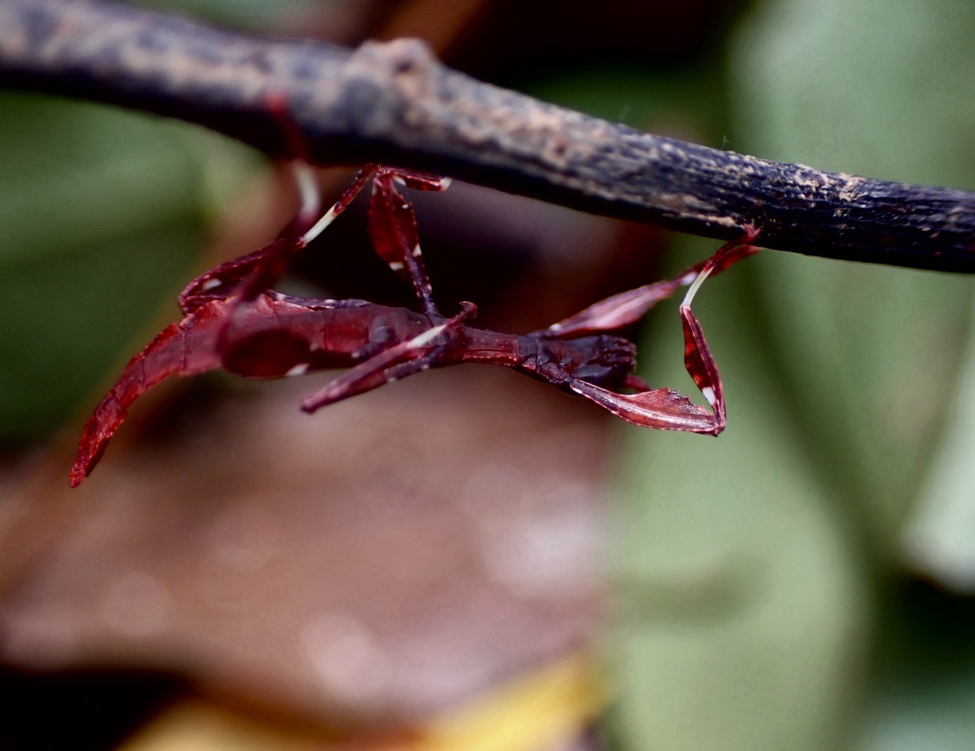 Lateral view of the same bug on a stick, upside down. There are white patches on its legs.