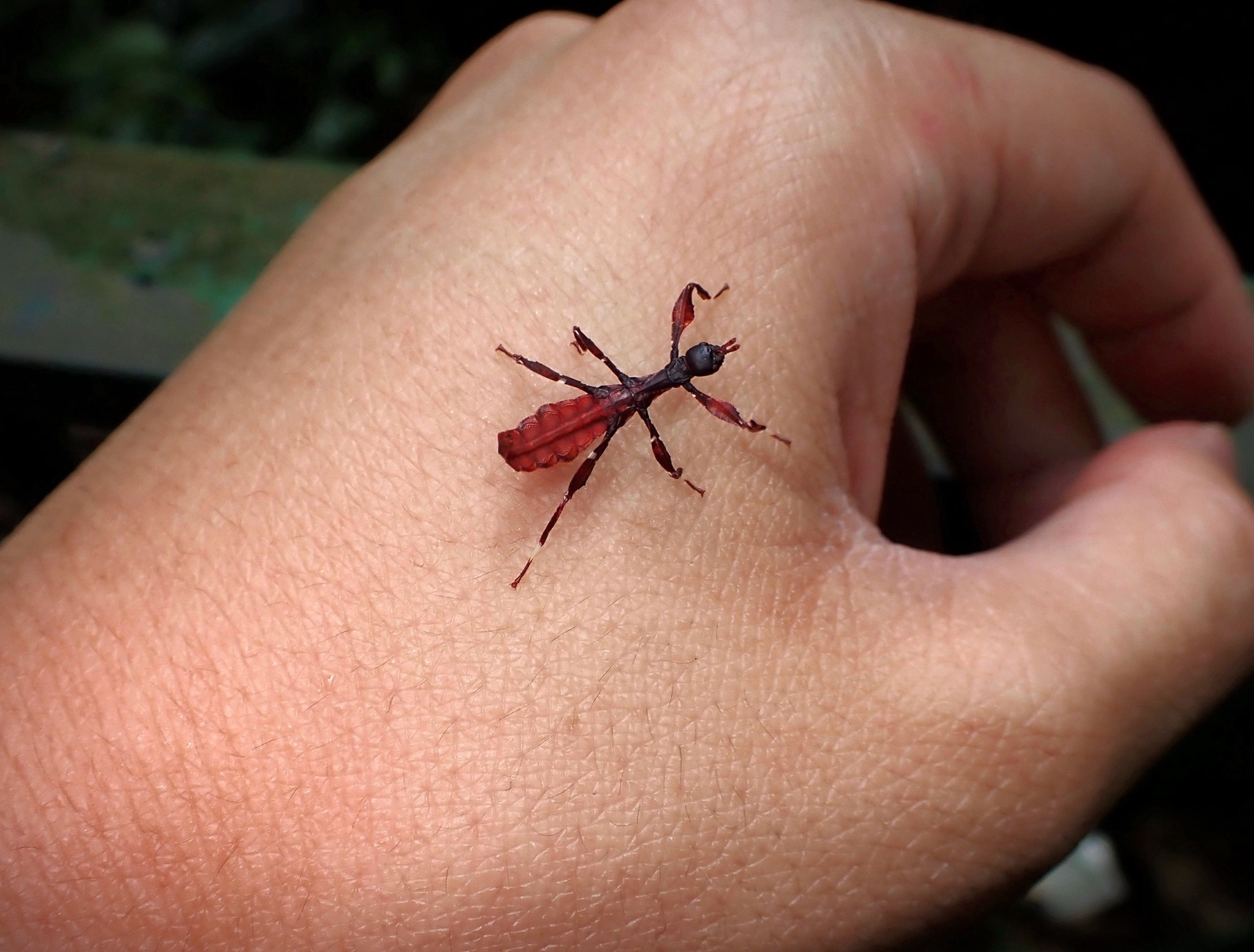 The insect, viewed from the roof on my hand. It’s around a centimetre long.