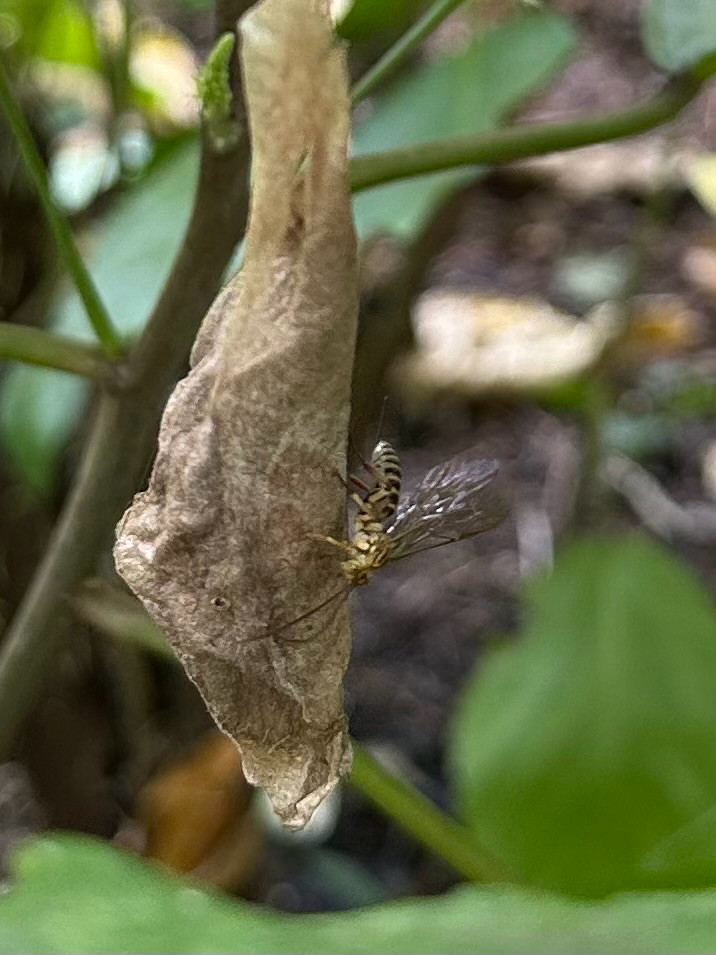 black and pale yellow wasp on a silk moth cocoon