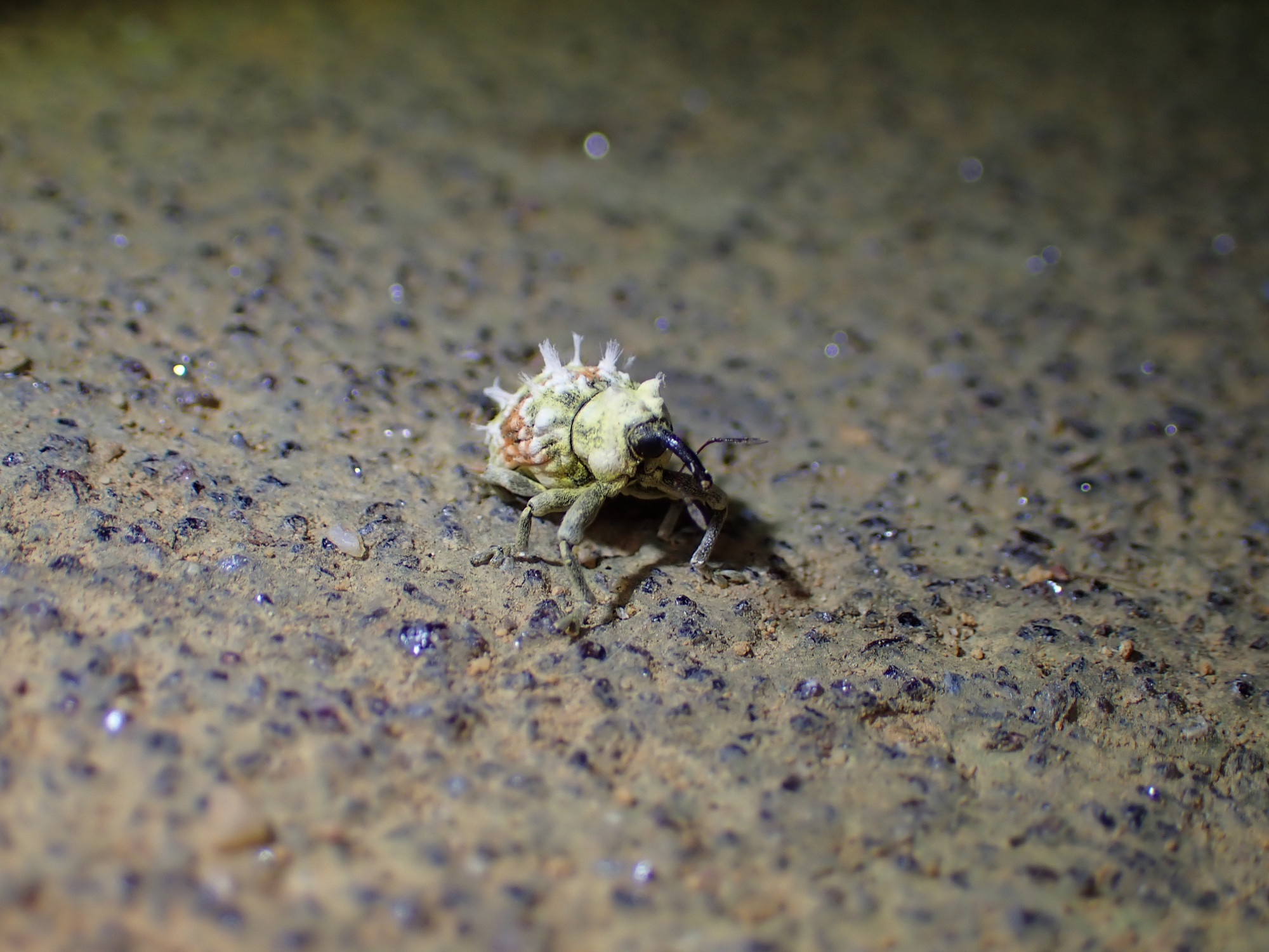 Front view of the same weevil. It is on a rugged, sandy concrete floor.