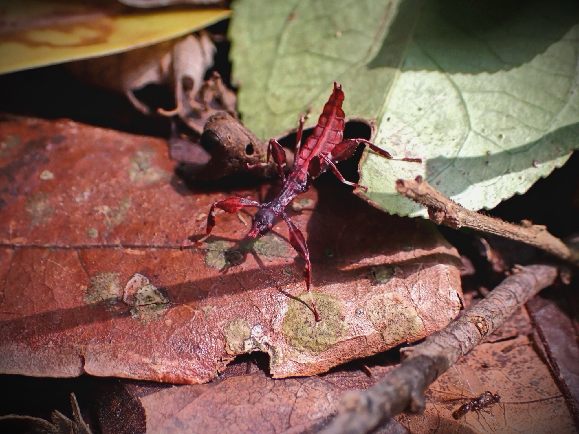 A red stick insect with a flat abdomen and lobed legs (leaf insect). It stands idle among brown and green leaf litter.