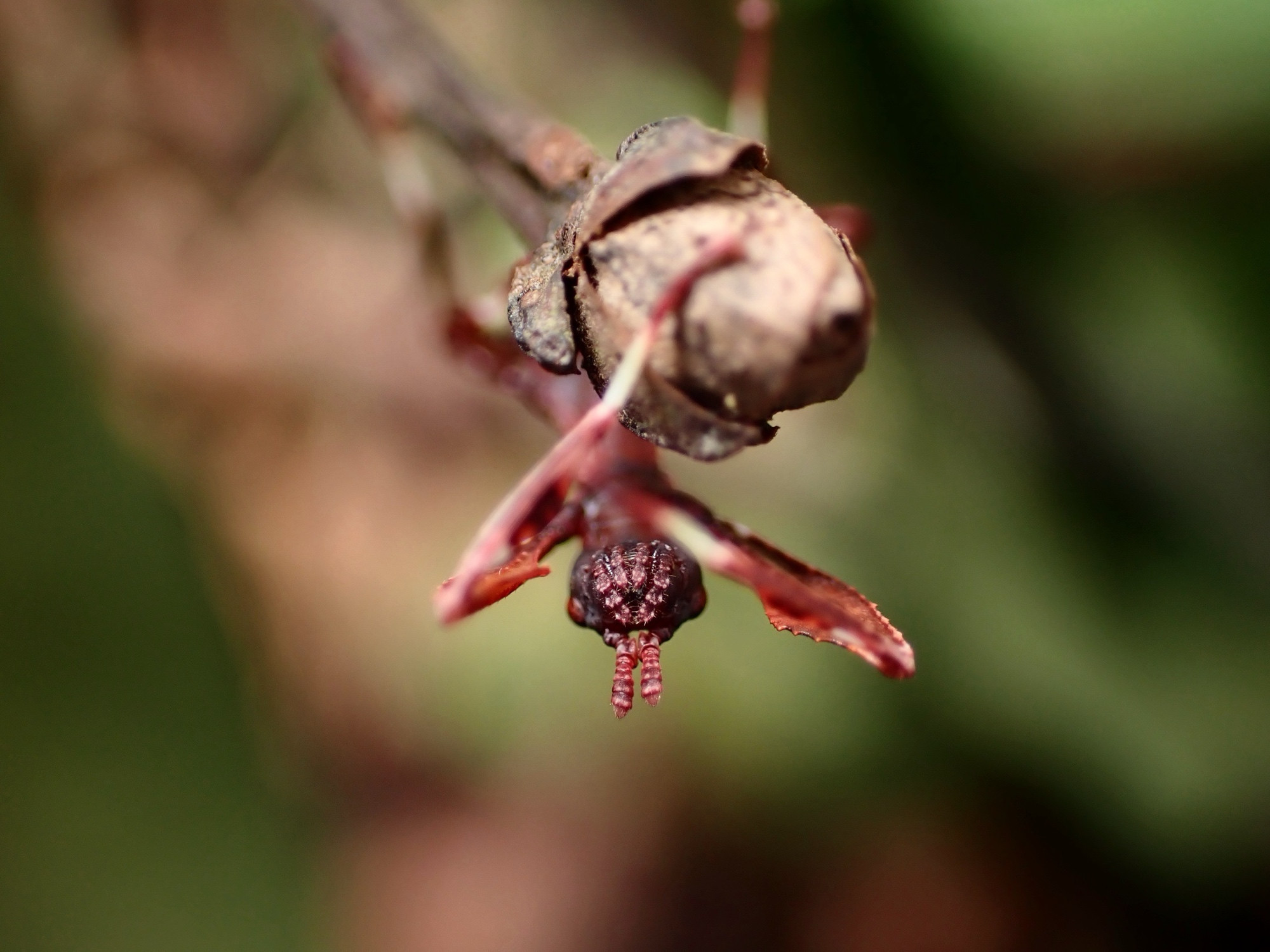 Head shot of the stick insect, with its arms extending forwards. It hangs upside down on a branch.