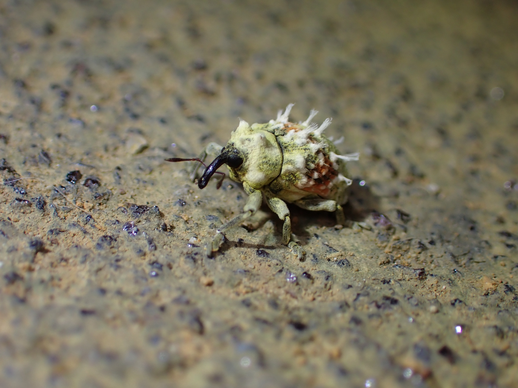 Side view of a cream-yellow weevil. It has red patches on its elytra and pillars of white fuzz protruding from its thorax and elytra.